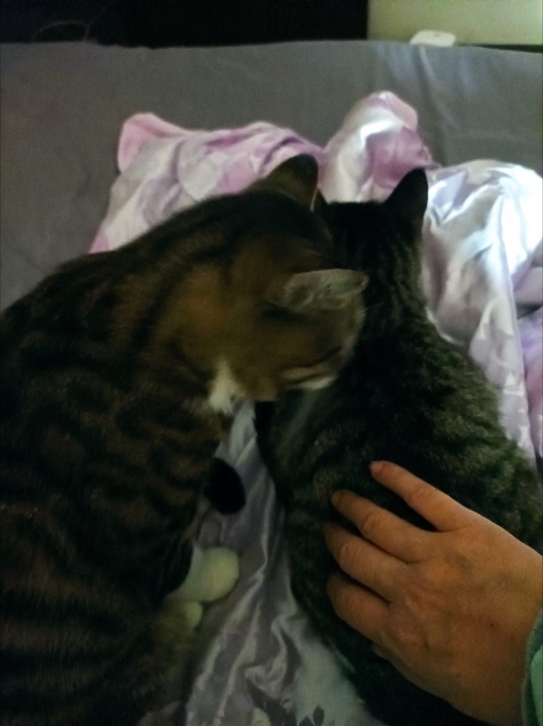 刷了刷 南方医科大 反转
翻身拿衣服穿 又闻到浓郁的猫尿味
然后 坐起来 发觉还是乏力 
进步就是 醒来就发觉
腿和臀排寒结束了
以前要热腰带一节一节热敷的
现在就是纯乏力 有点在脊柱上段
师父 我是锻炼呢？还是 ​