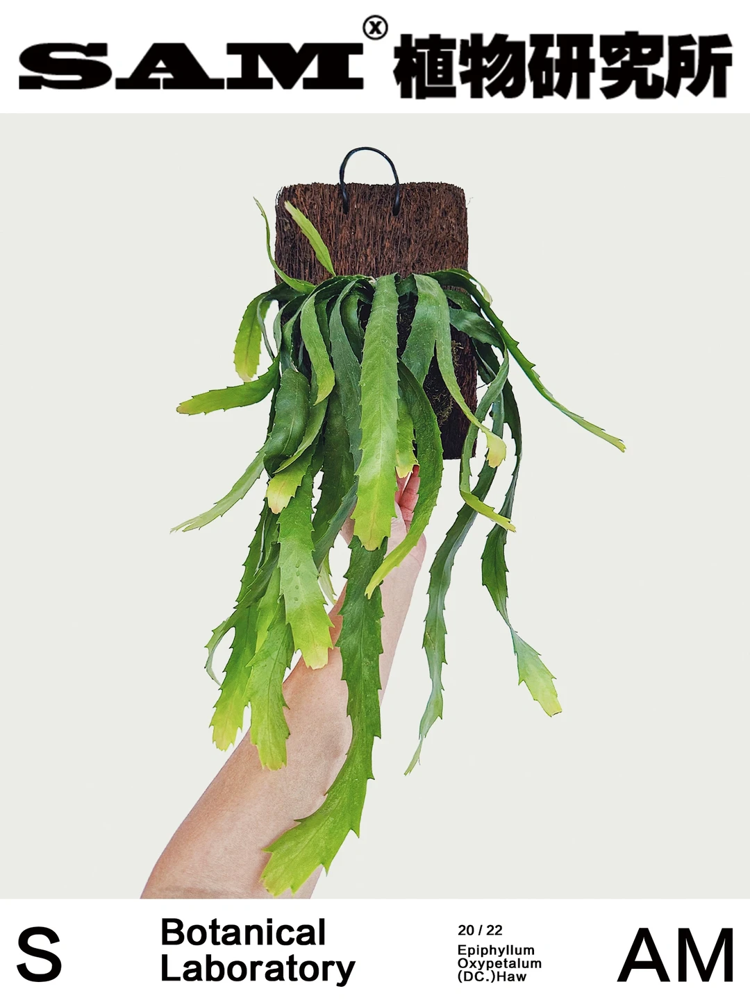 孔雀翎｜Lepismium Houlletianum (Lem.) Bar