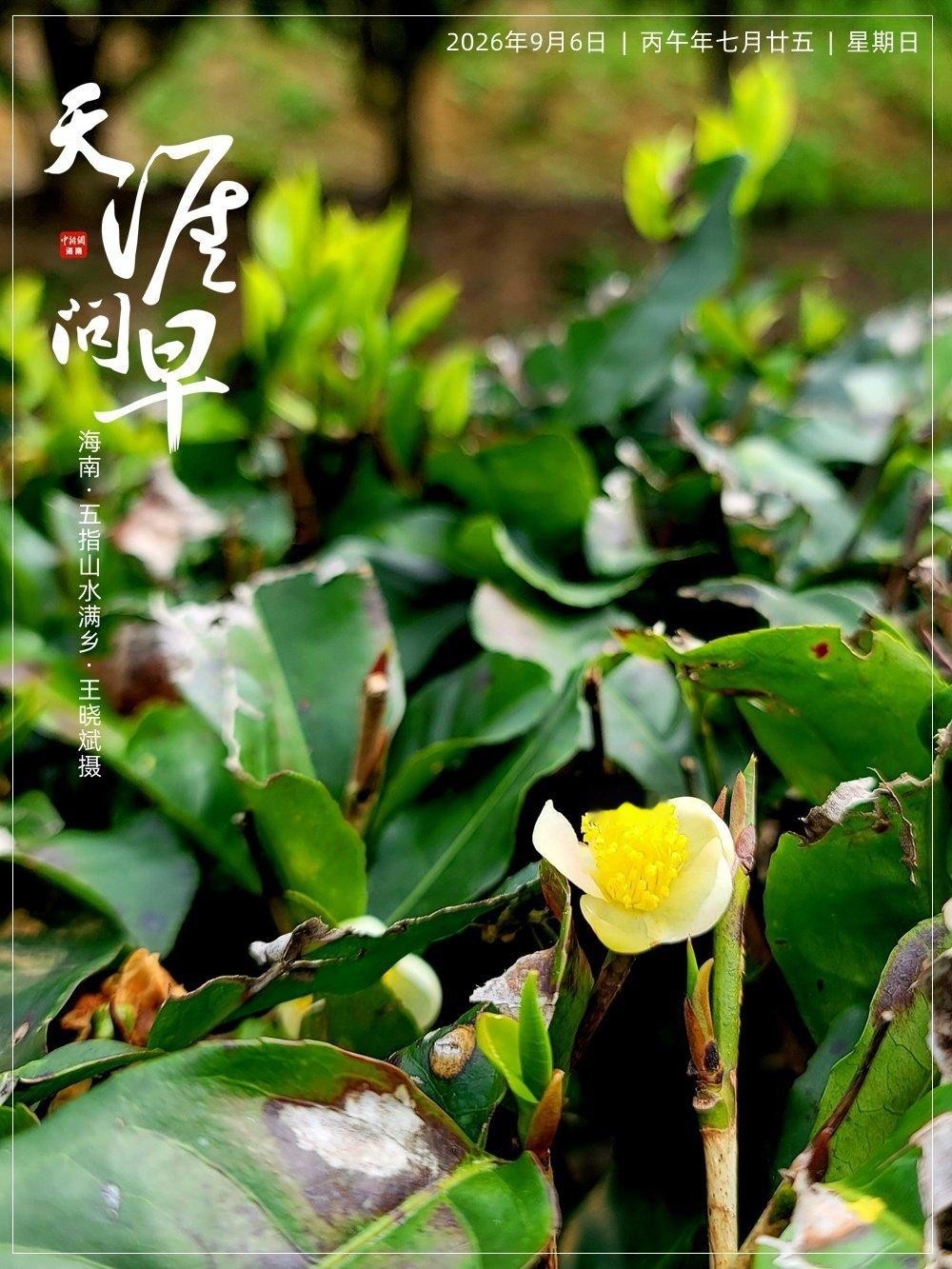 #早安[超话]##天涯问早# 不疾不徐，默默扎根🌱，在安静里慢慢积蓄向上的力量[努力]~早安 [兔子]

#海外华媒看海南##郑钦文美网惊天逆转##郑钦文vs斯瓦泰克##凯斯赛后坦言心理恐慌##美网##青春华章##披荆斩棘三公分组##8个动作赶走脂肪肝# ​