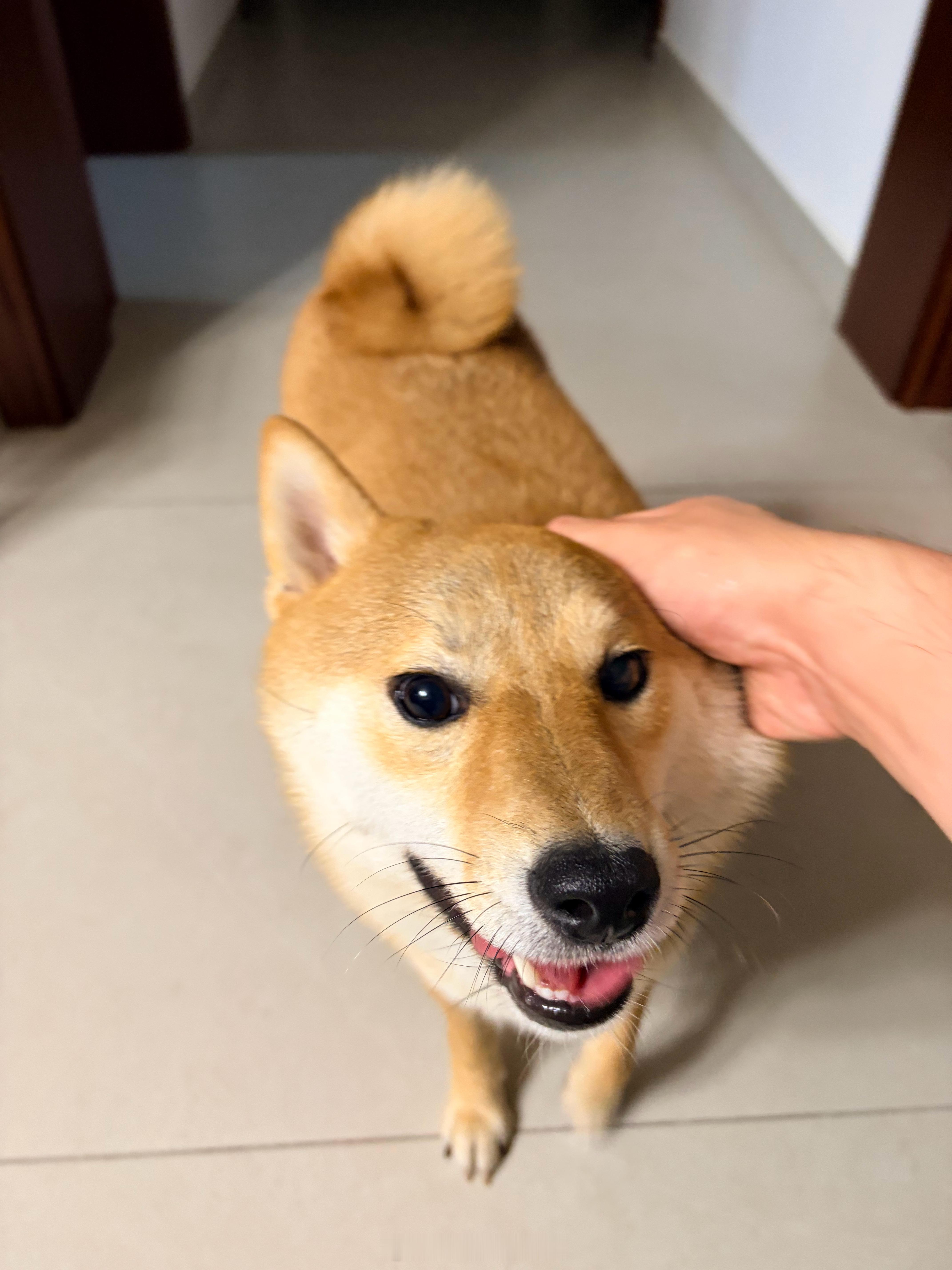 嘿嘿嘿，你说你怎么知道我十一点多到家头总还在等我[doge] ​​​