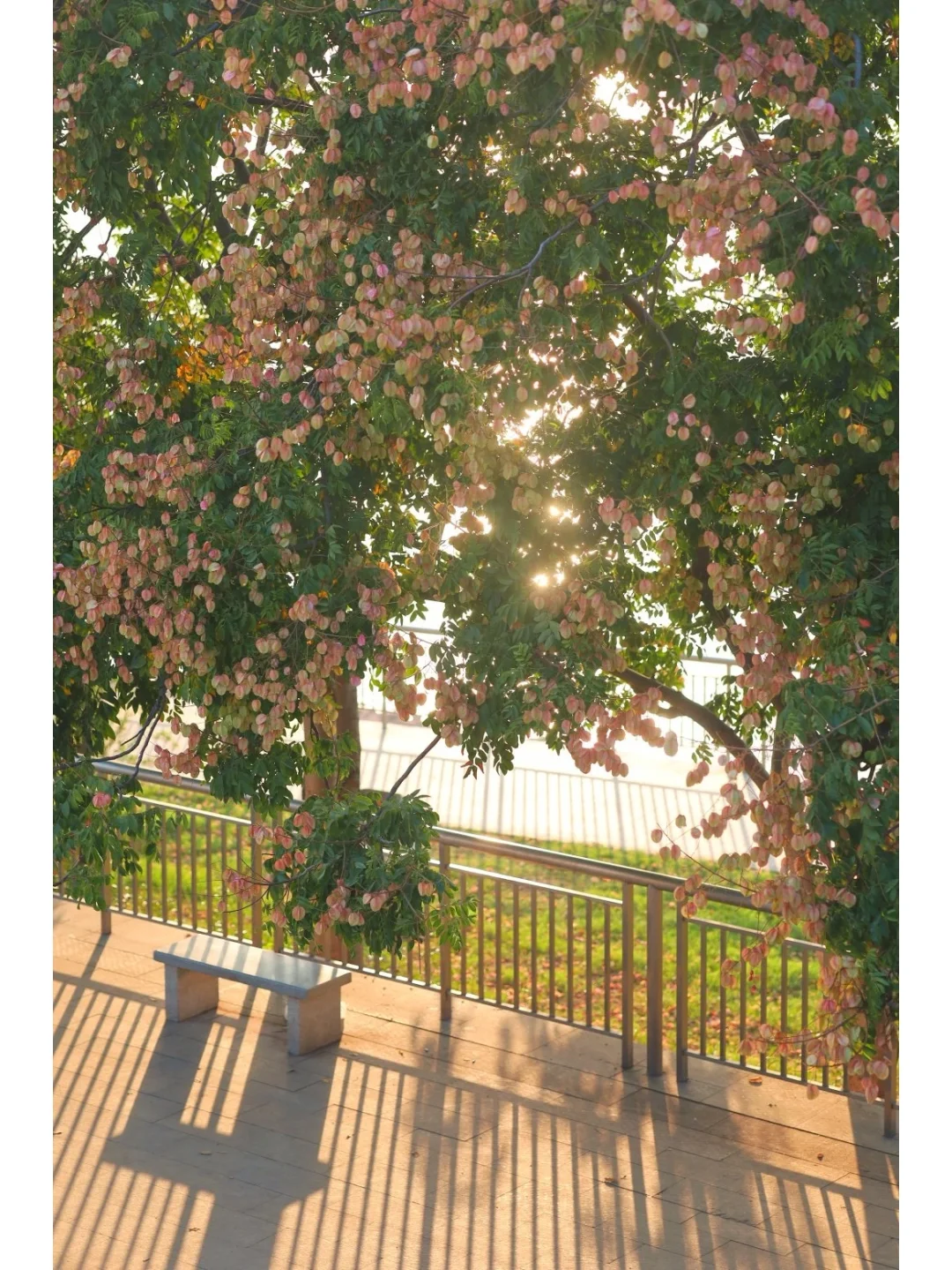 救命❗️武汉秋天太浪漫啦，栾树与光的独舞