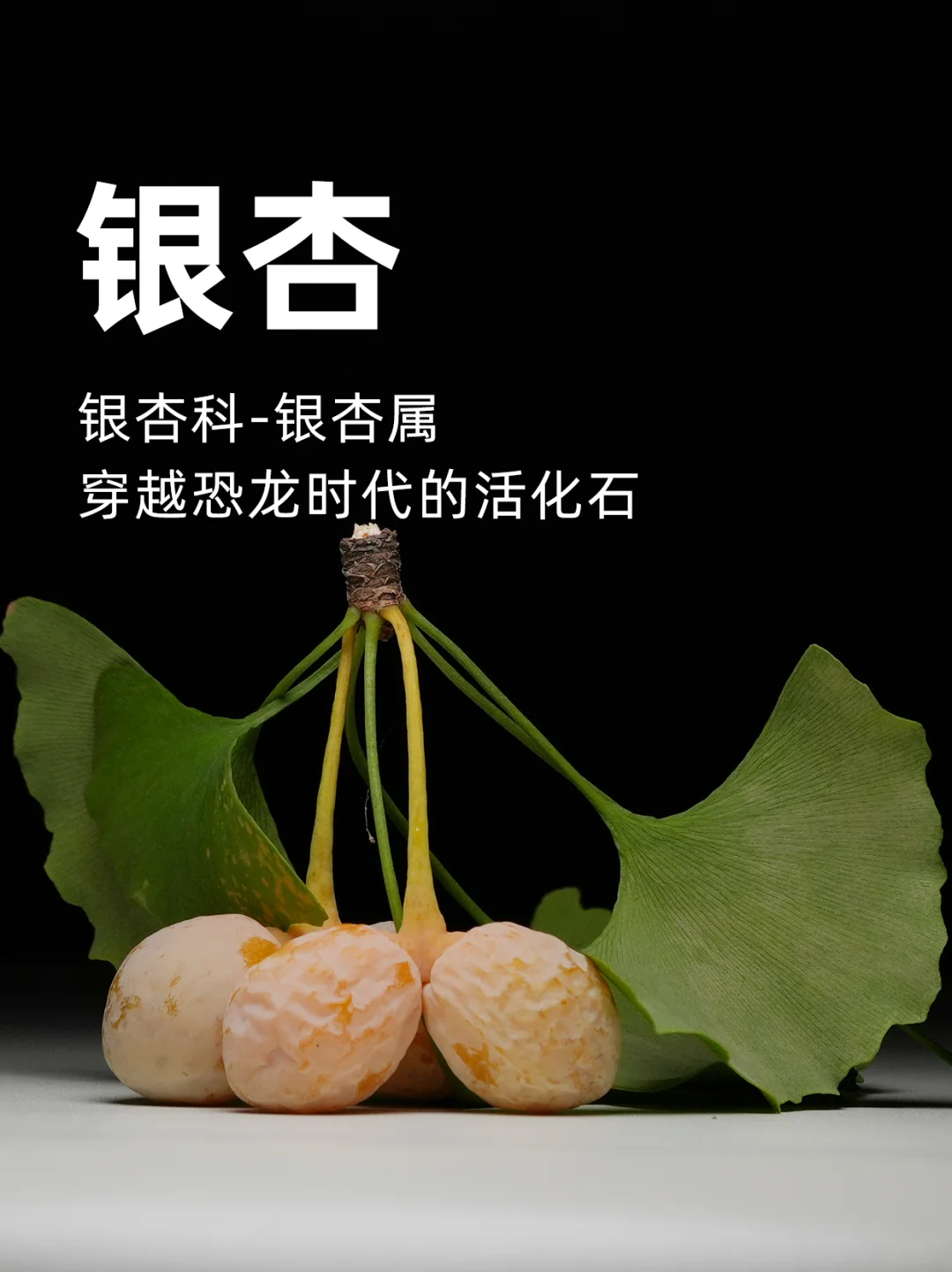 银杏：穿越恐龙时代的活化石，见证岁月的传奇