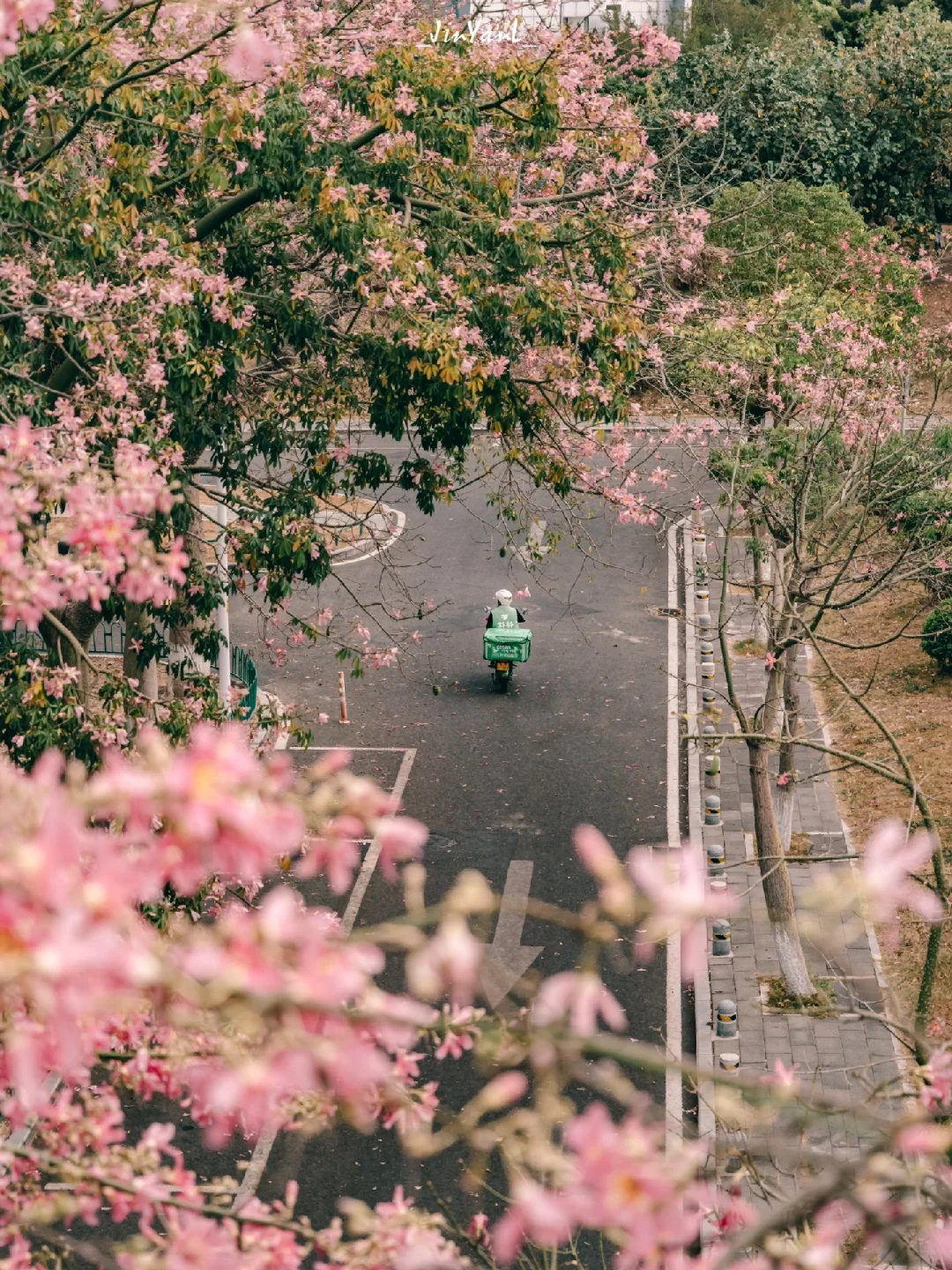 公园浪费时间指北｜厦门超出片日系异木棉‼️