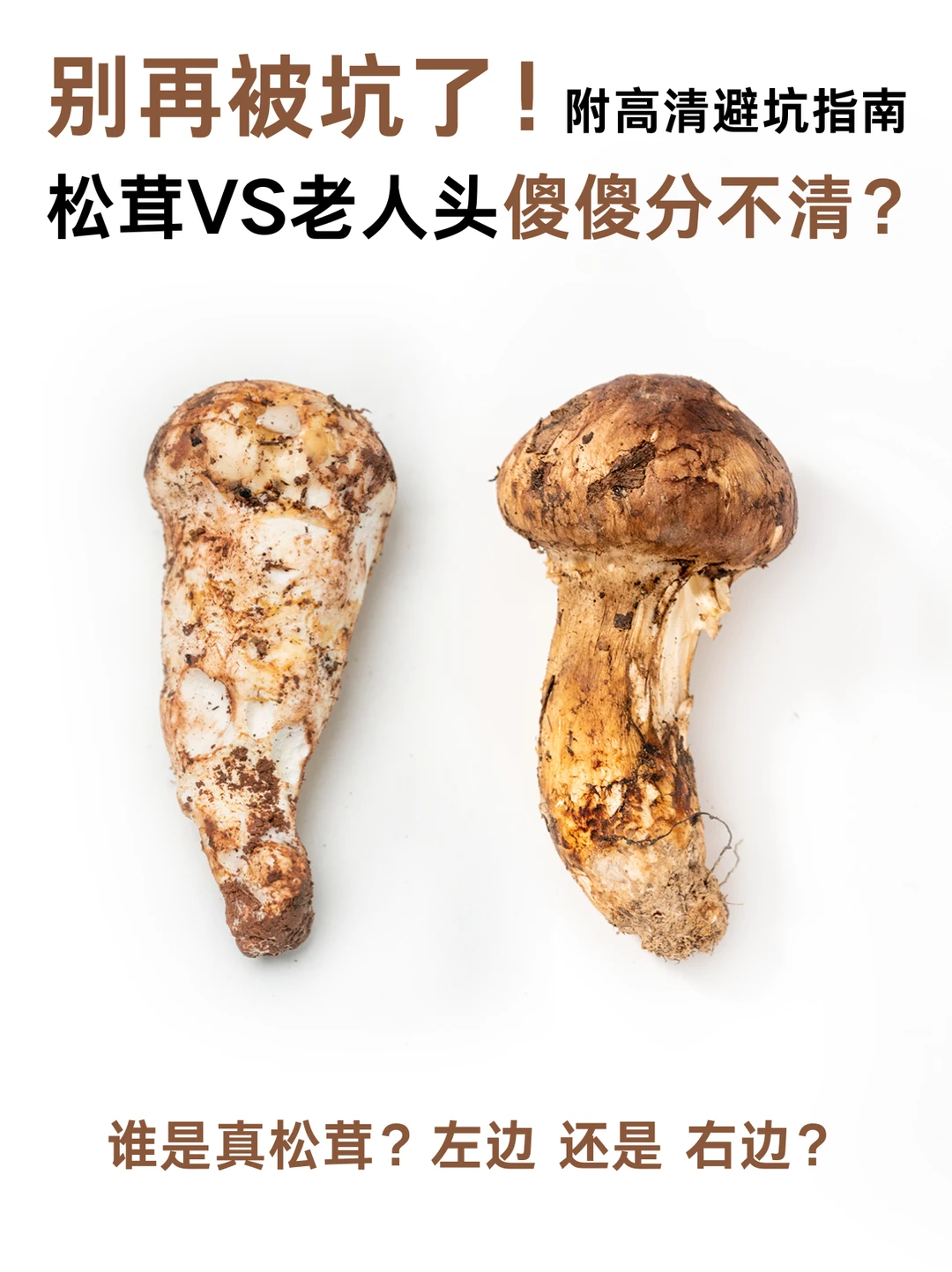 别再被坑了！1招区分天价松茸&平价老人头