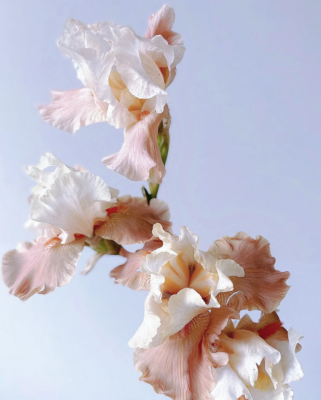 带你每天认识一种花材177｜德国鸢尾