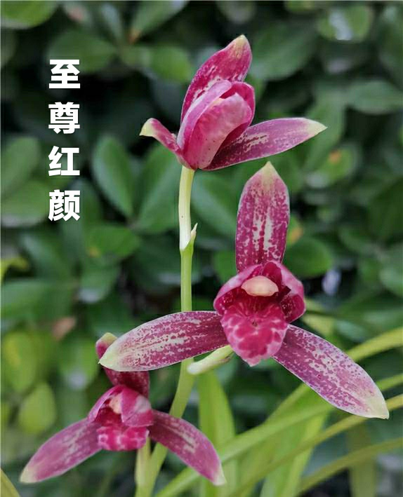 这朵花好漂亮，象红颜知己
