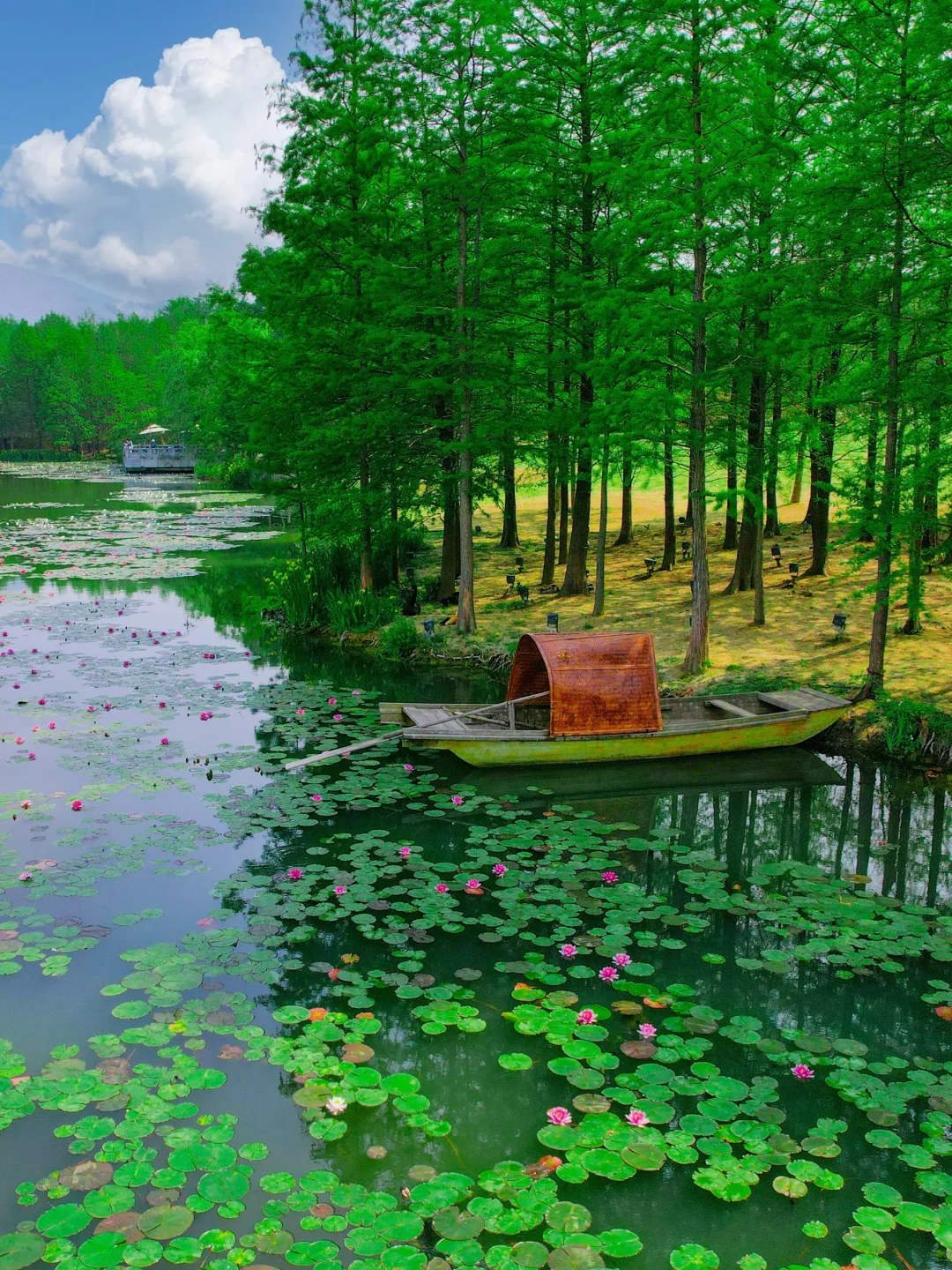 4.30实拍！南京莫奈花园新发现！附不花钱攻略