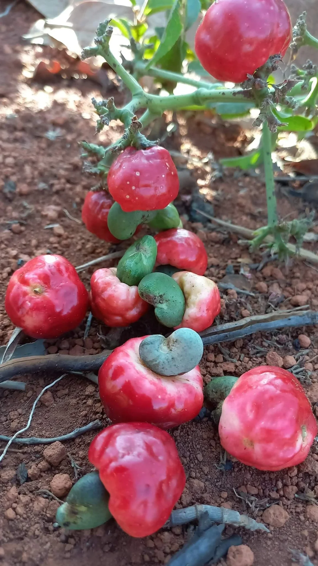 塞拉多矮腰果～可以盆栽的腰果