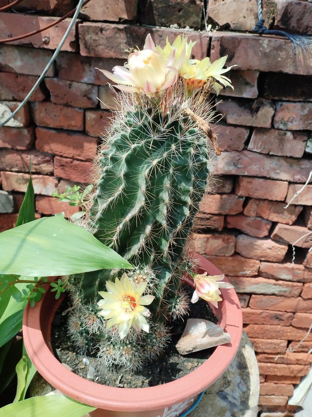 也许每一颗植物都要有一个适合它生长的环境，这株仙人掌没搬家之前根部都软了，没扔大概是因为谁顺手给搬上了车！到了新地方以后不知道怎么了，根也不软了连着开了三个来月的花了，还开着变换颜色的花，很漂亮！今天和朋友喝酒他拍着我的肩膀说，如果有了一百万的存款就躺平，什么都不干了！酒喝的有点 ​
