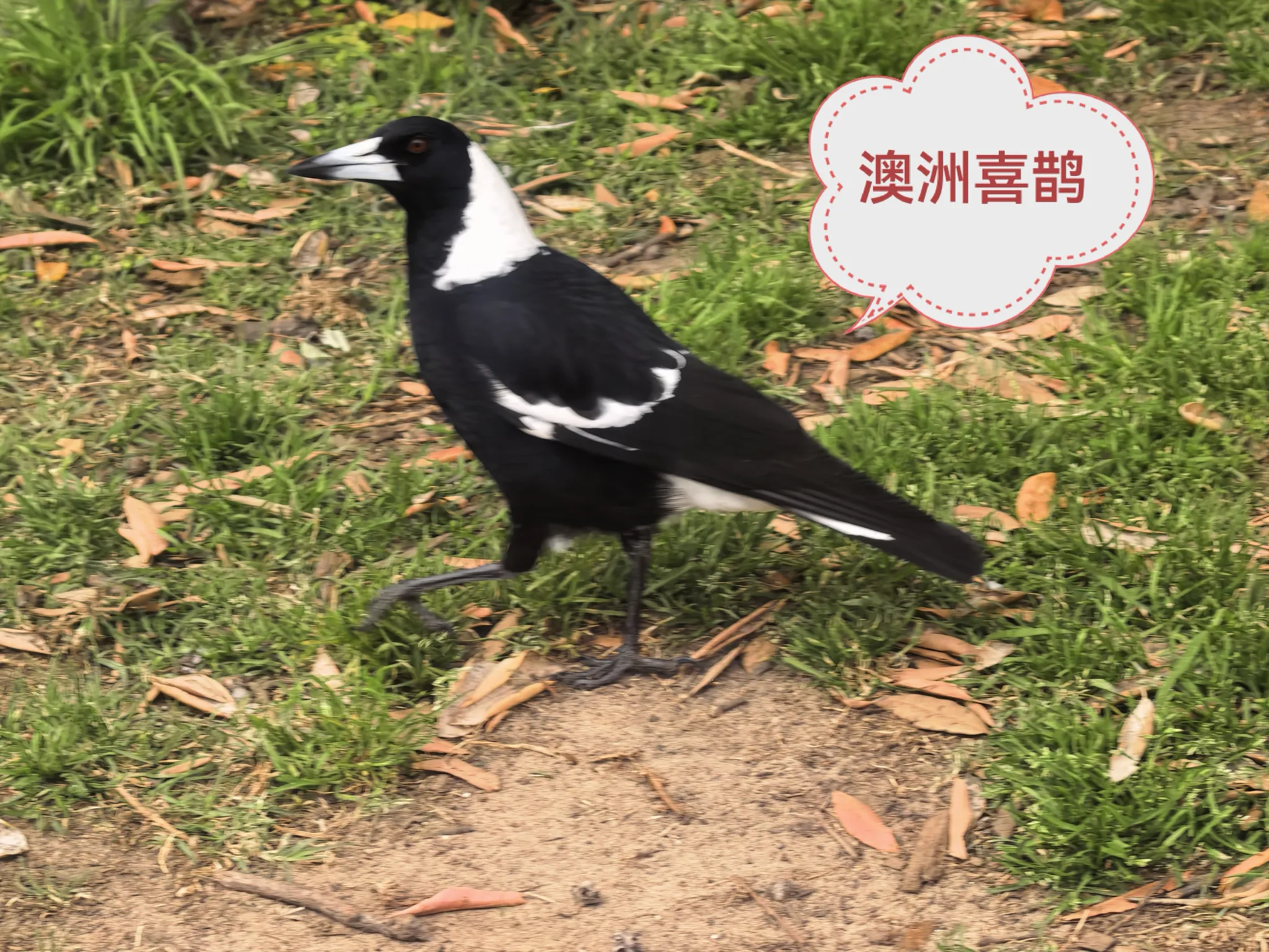 出门蹓达看见一只溜鸟非常好看，见了人根本不怕，顺便给它照了一张照片，经查询它是澳