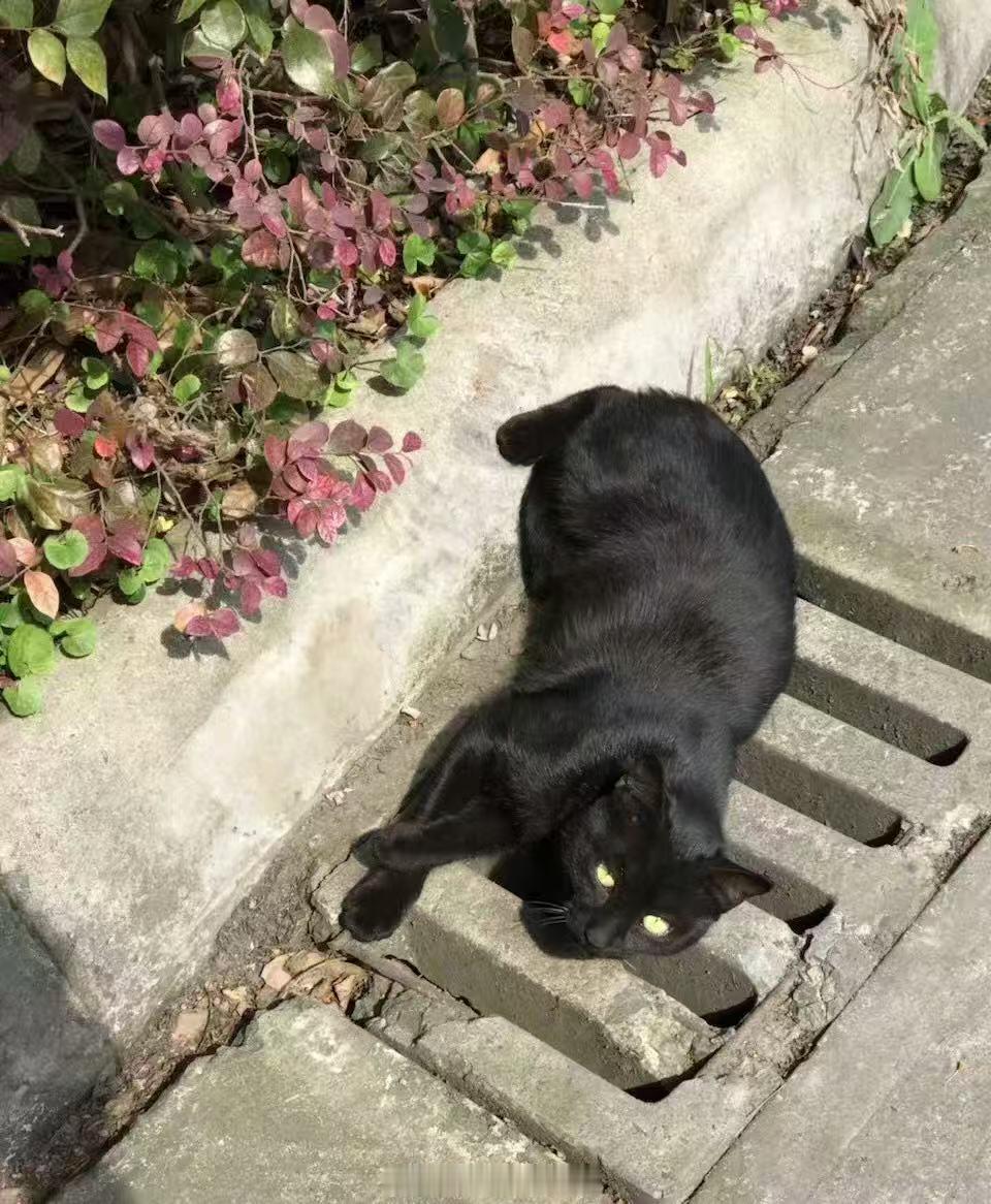 纯黑玄猫，镇宅挡煞，家里养这种通体黢黑的玄猫🐈‍⬛的，要好好利用起来，这种猫在玄学上是吉祥之物，能够辟邪驱邪的，要把猫窝安放在宅内正南方向，这样才能最大程度发挥玄猫驱邪镇宅的能力！ ​​​