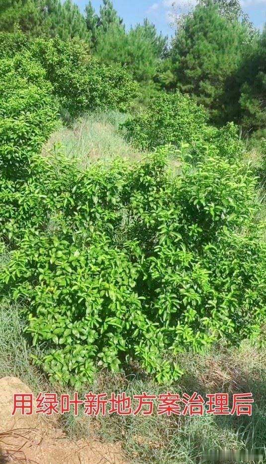 割伤严重的黄化树，用上这套方案转绿恢复快            黄化树...