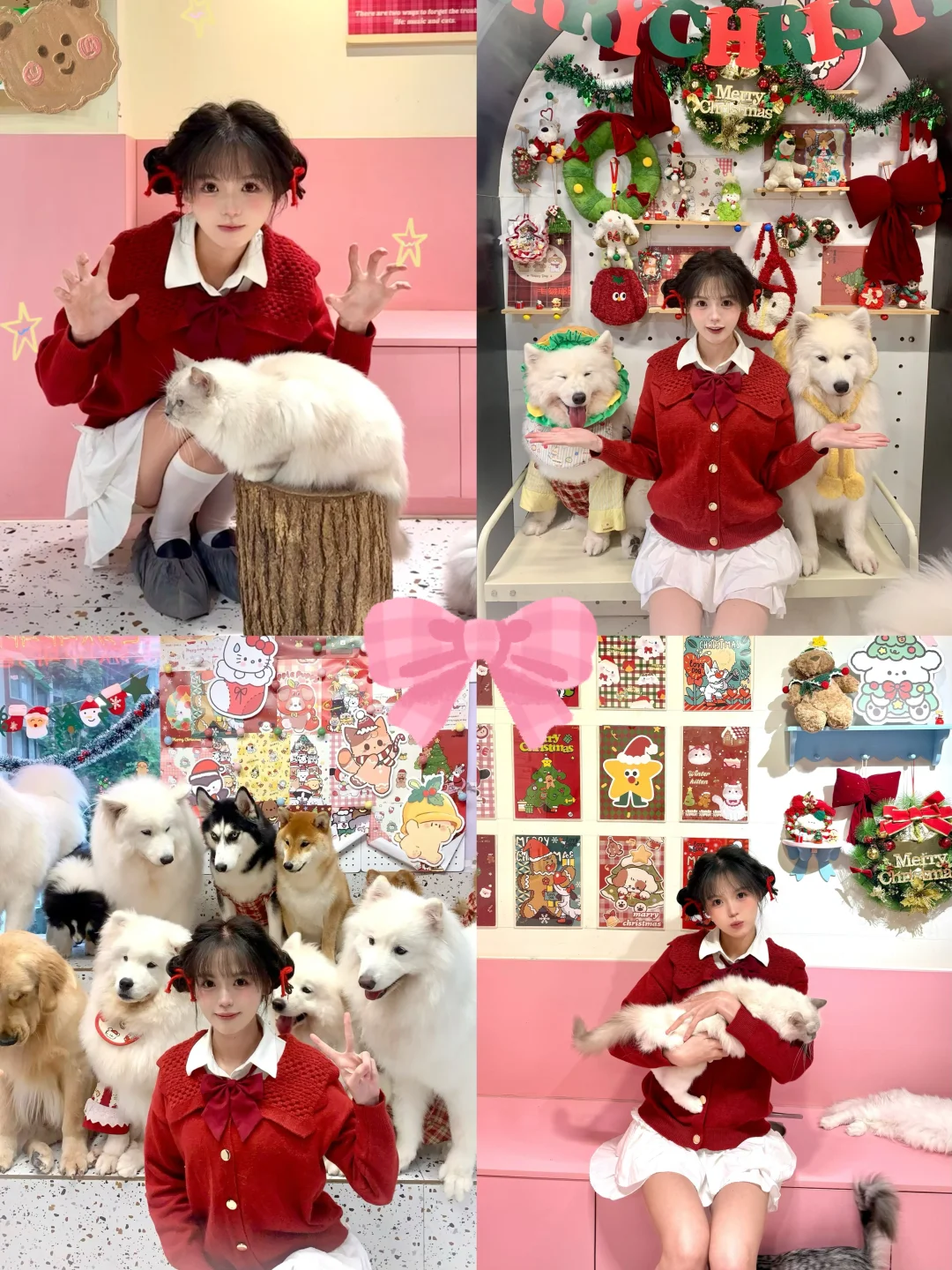 和小动物一起过圣诞啦｜可爱猫狗咖拍照姿势