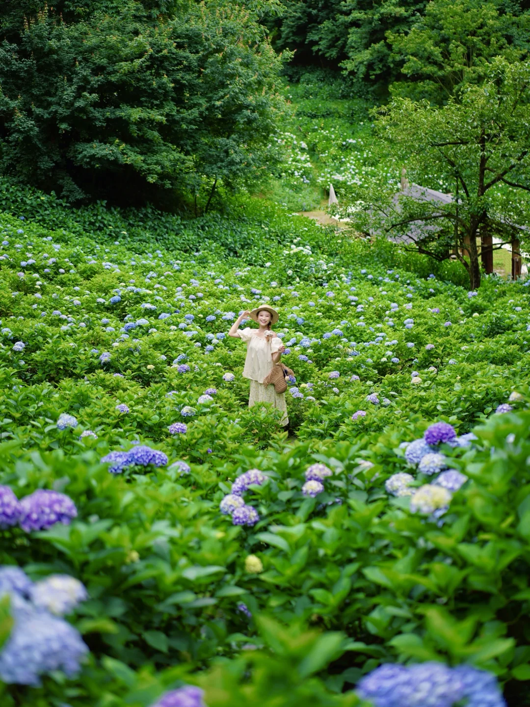 5.28实拍‼️误入山谷里的整片绣球花海✨