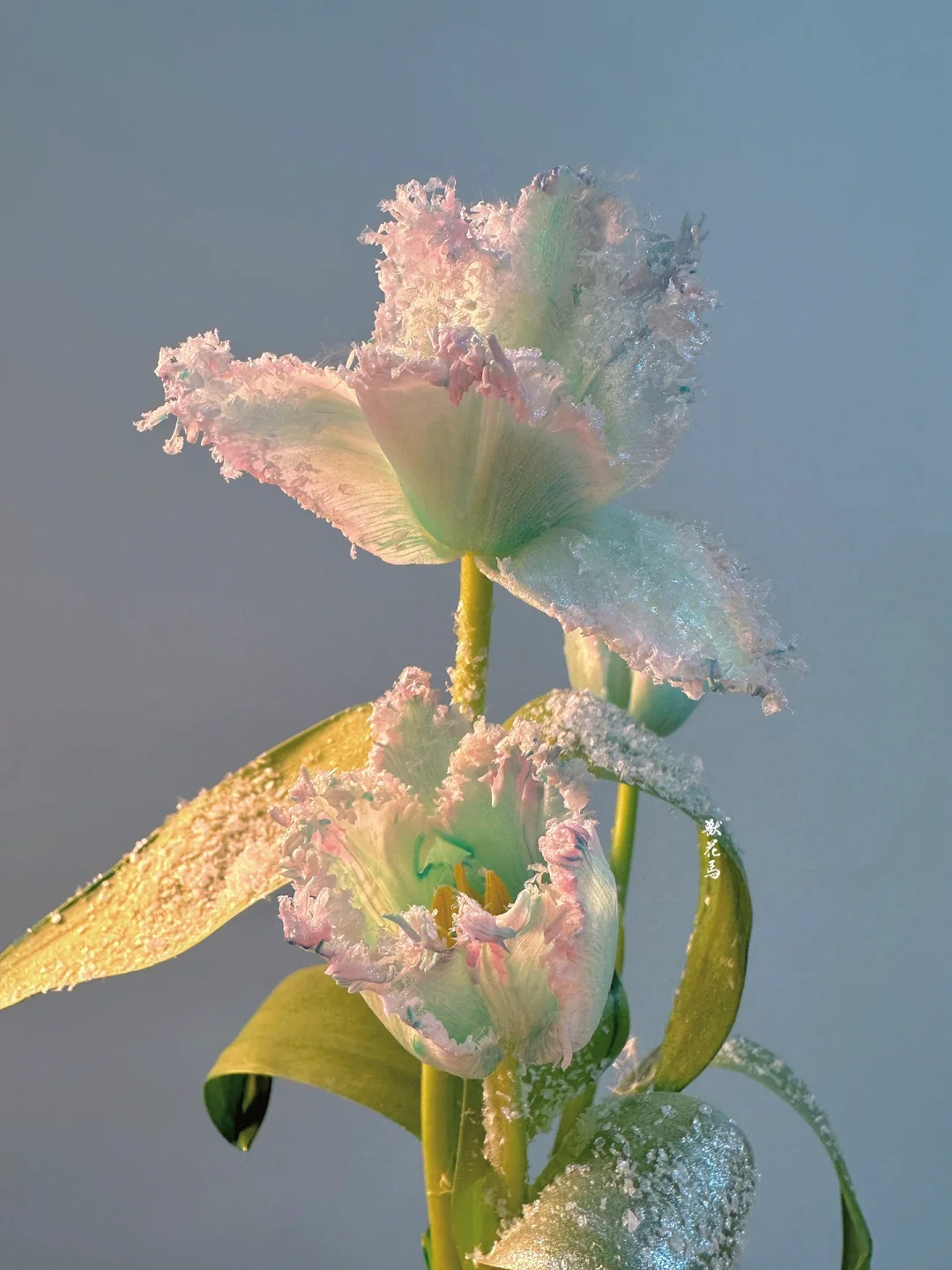 圣诞感｜教你DIY火爆全网的“落雪郁金香”❄️