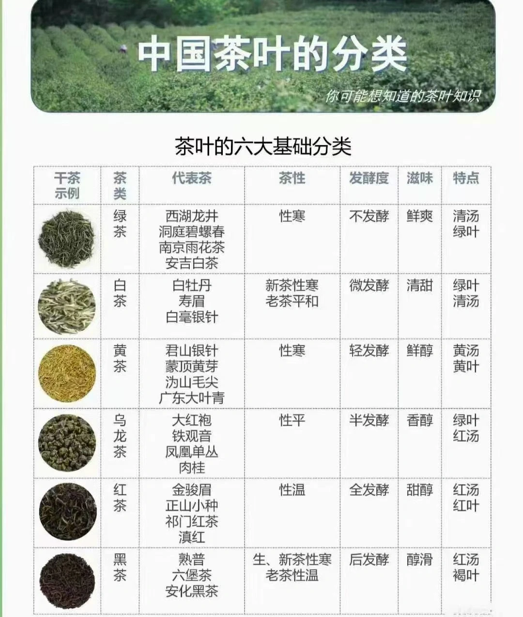 一张图快速了解中国六大茶类👉