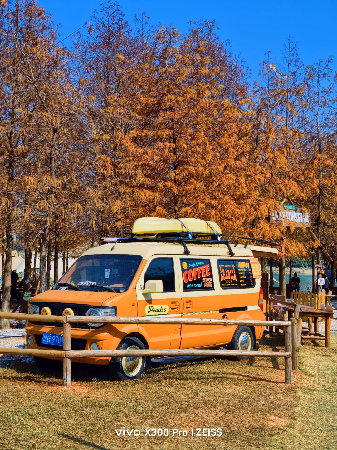 在南宁，没有落羽杉的冬天是不完整的