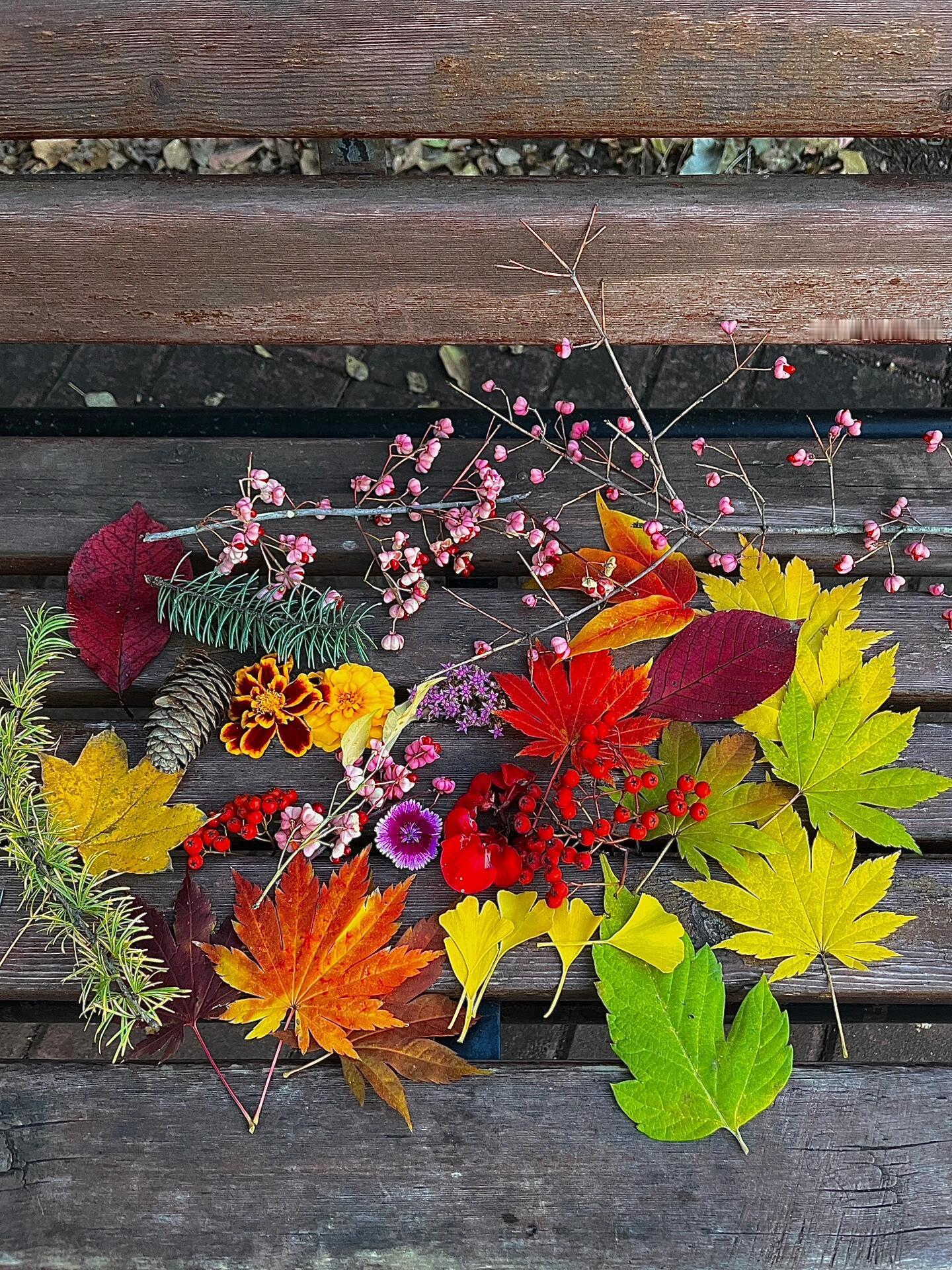 落叶是秋天的星星🍂金秋壁纸大放送 ​​​