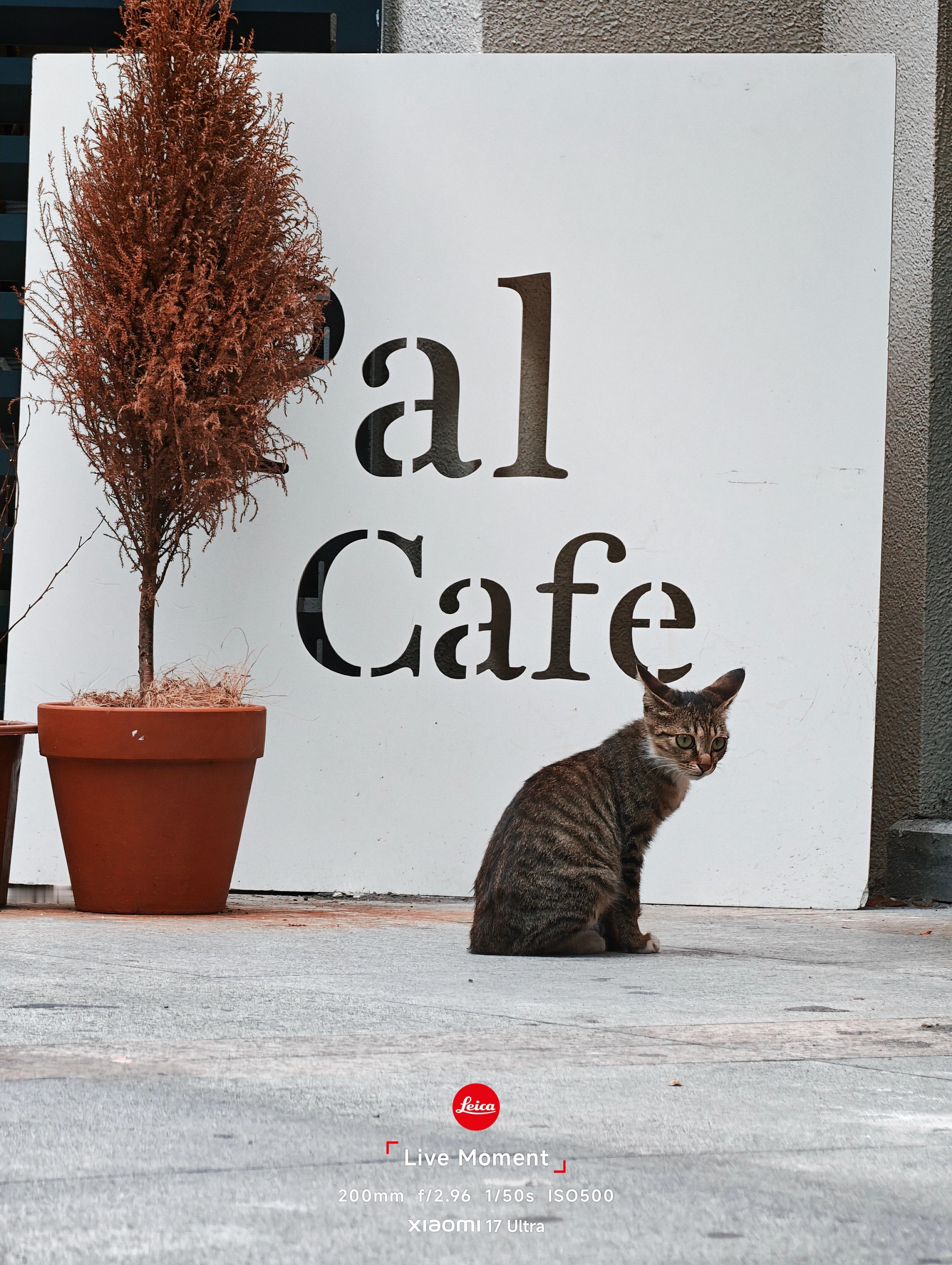 咖啡店门口的小猫咪🤩
彭州·Pal coffee 
📷：#小米手机[超话]##小米17ultra##咖啡##国庆假期#  ​