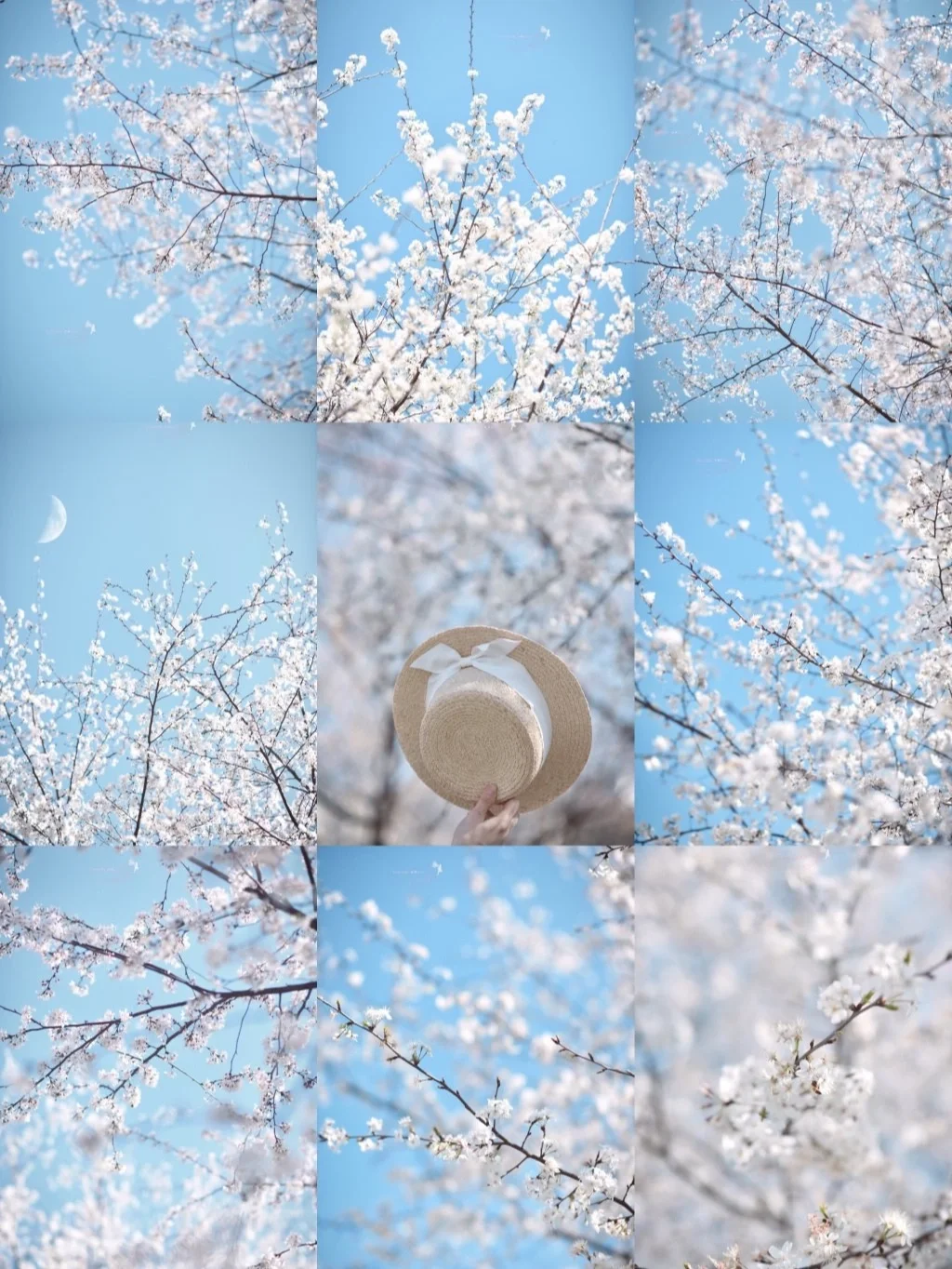 春日来信🌸开始期待武汉的樱花（附调色）