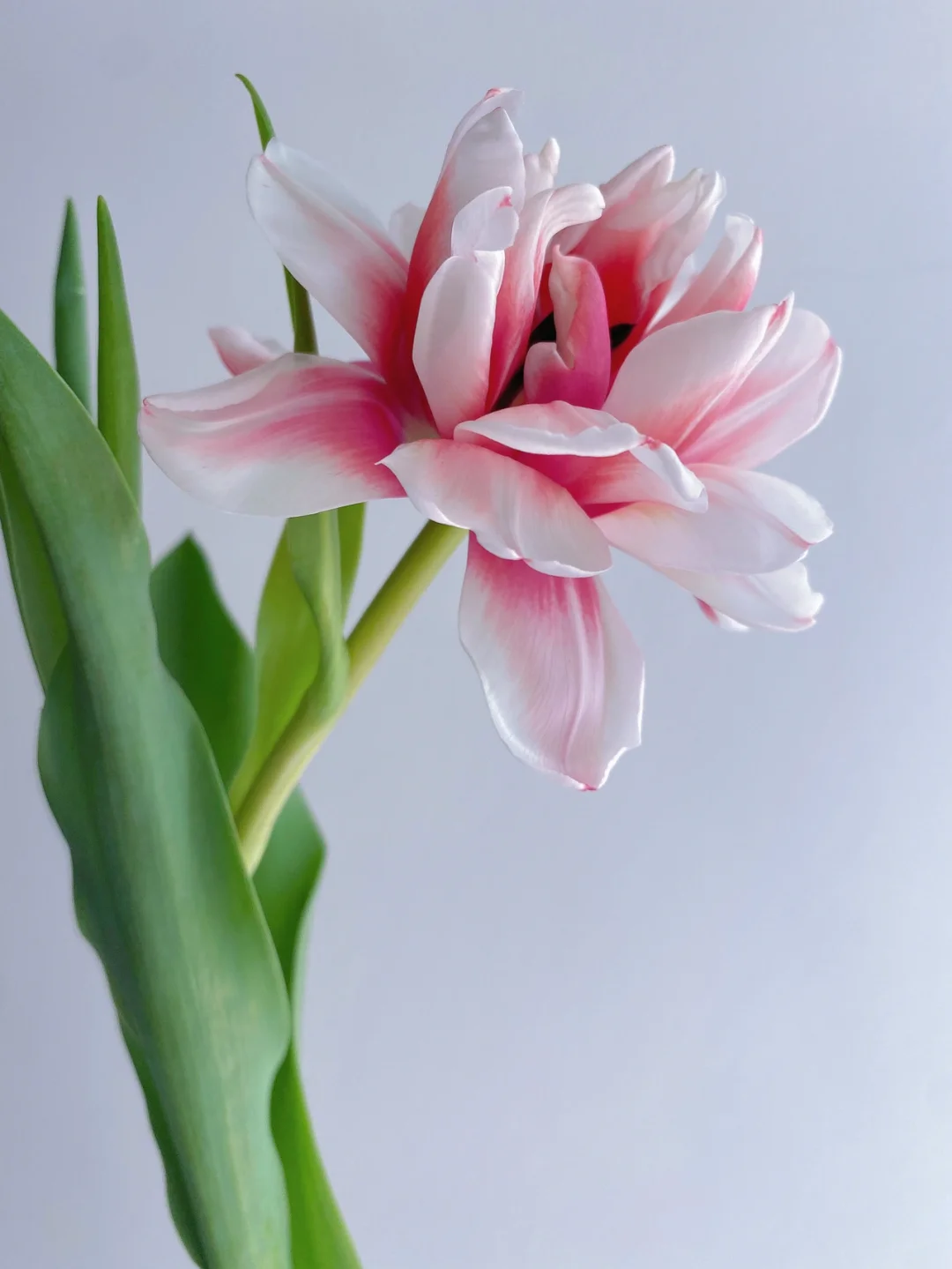 带你每天认识一种花材169｜“草莓松饼”郁金香