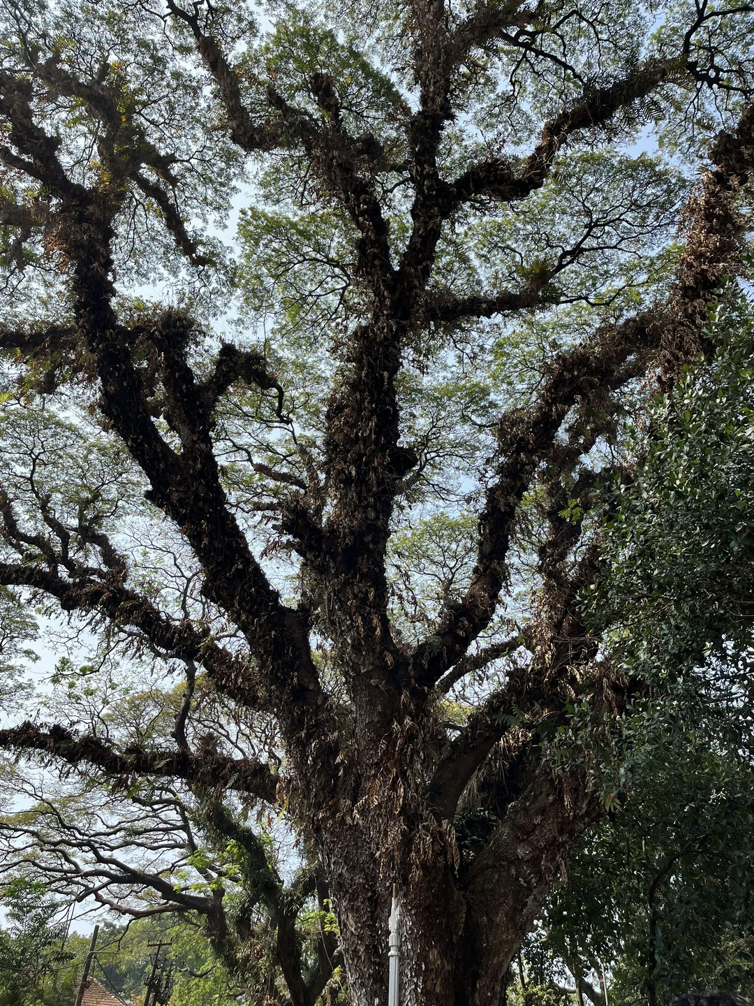 寻找同样喜欢抬头拍树🌲的人
