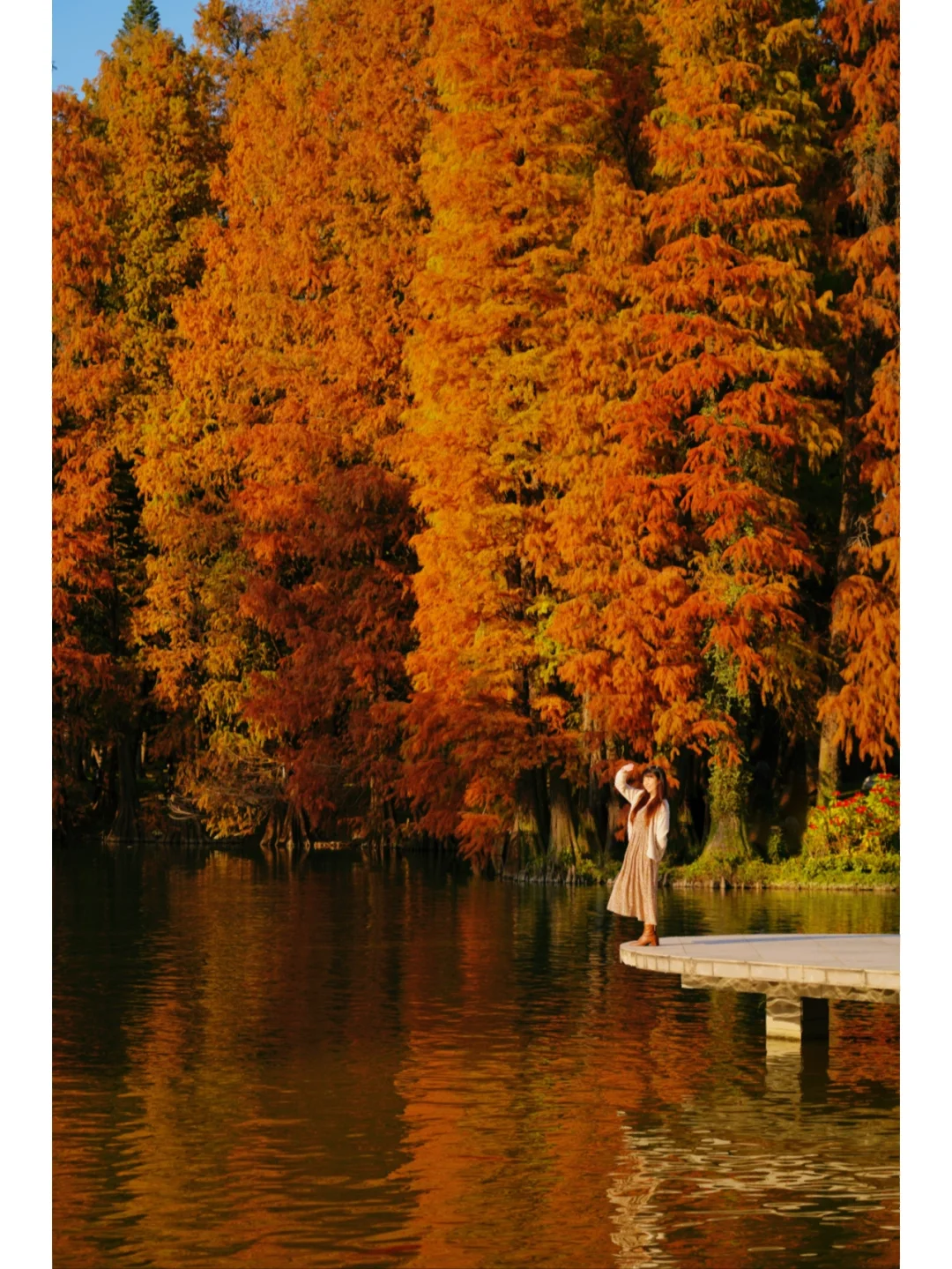 落羽杉红了！华南植物园美得像油画