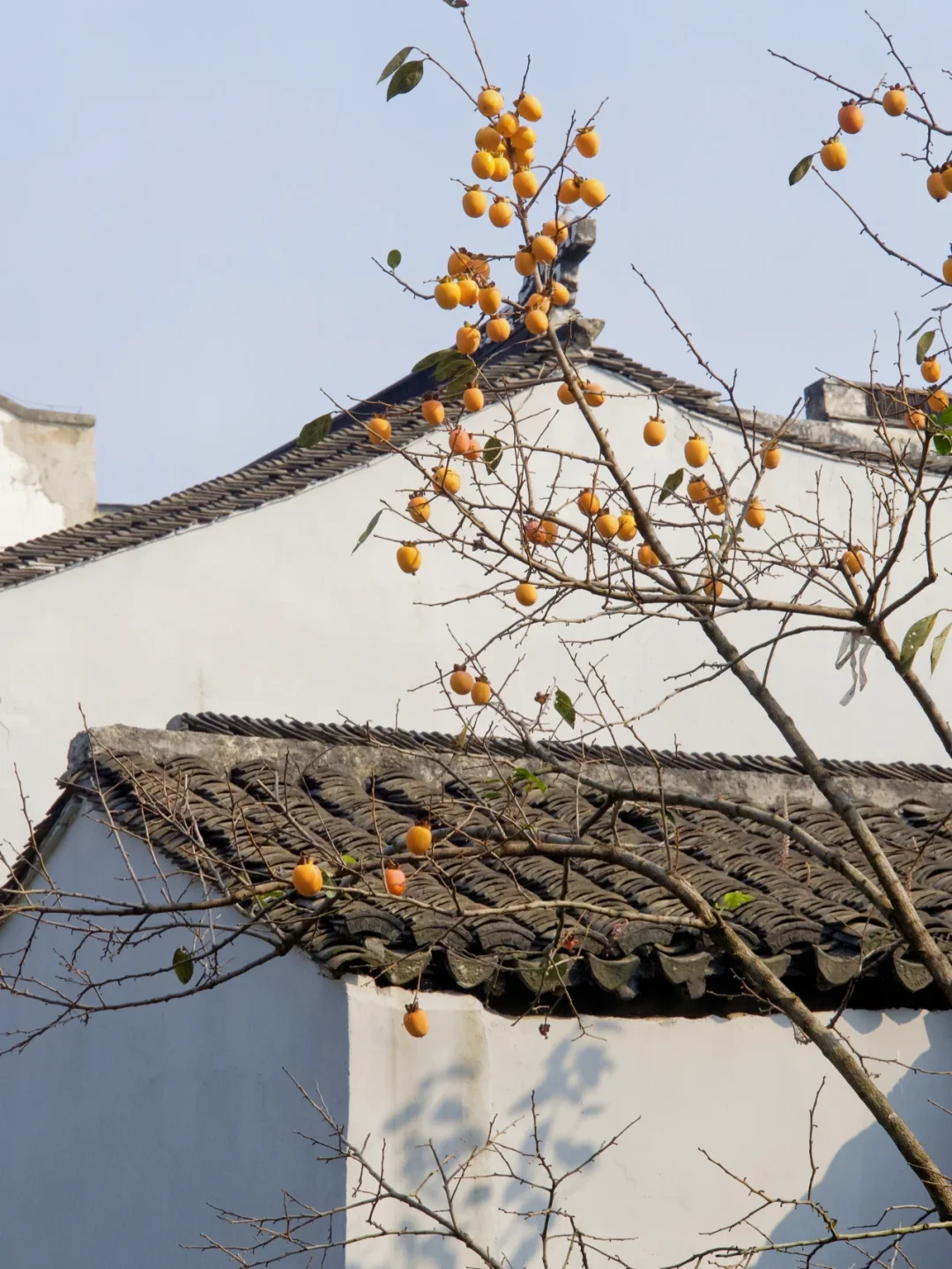 柿柿如意 | 秋天里藏不住的喜气🧡