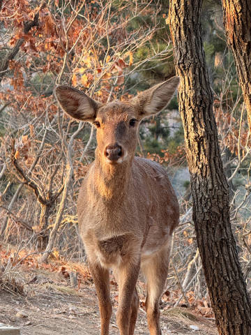 📝三月<br />📍莲花山<br />看见了野生梅花鹿🦌<br ...