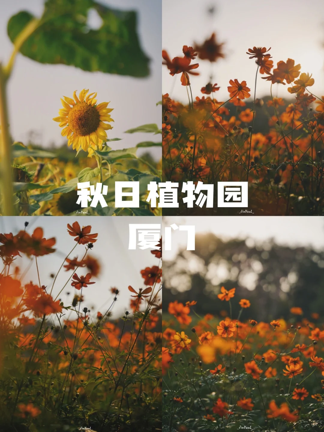 厦门拍摄｜厦门的向日葵🌻明年见啦
