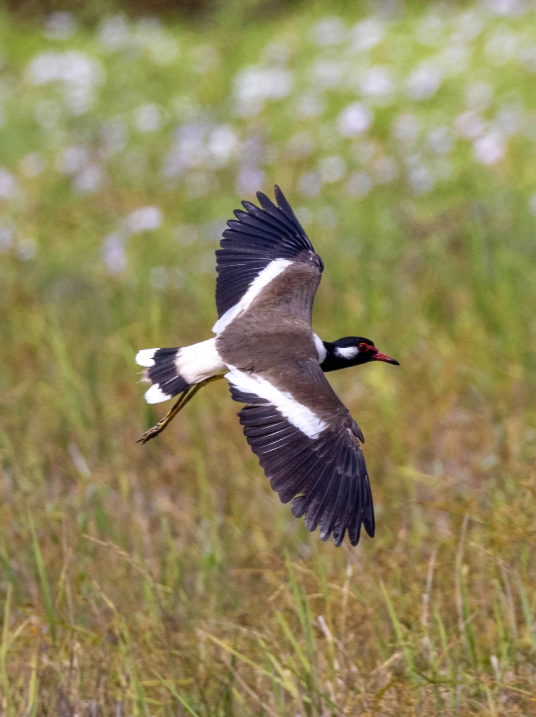 看到一只落入稻花里的肉垂麦鸡