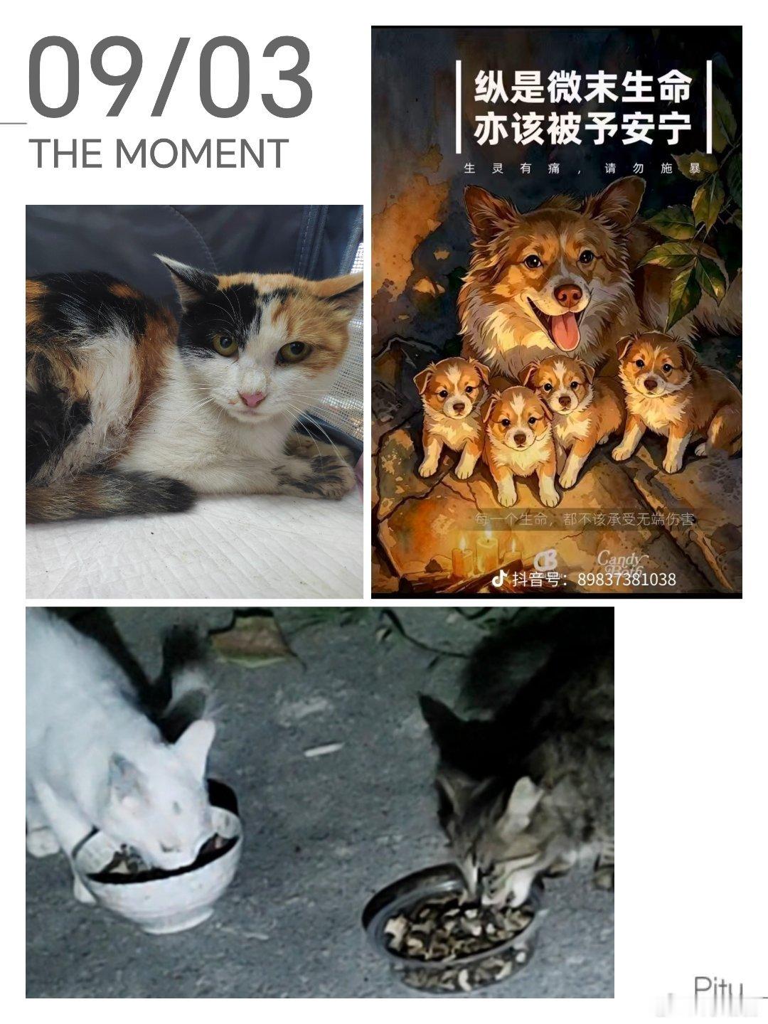 带到医院绝育的村猫猫妈年龄都不大，几乎都是刚成年，在自己还是孩子的年龄就做了母亲。
他们的主人不会带他们绝育。
十几年前刚搬到村子住时，听说有村民会把刚出生的小猫小狗一起扔进水沟，也有“心善”的村民，会把刚出生的小猫小狗扔在城里的垃圾桶旁，也许会有好心人带回家。
那天遇到一位村民， ​