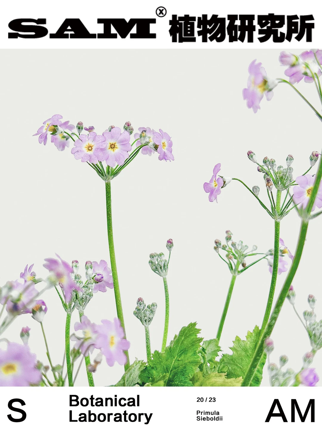 樱草｜Primula Sieboldii E. Morren