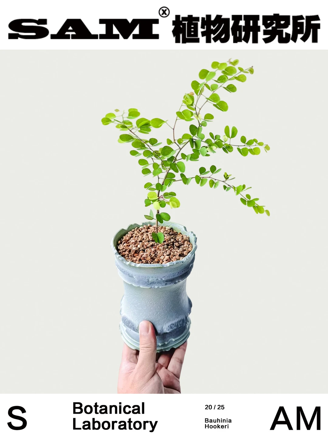 澳洲小叶羊蹄甲｜Bauhinia Hookeri