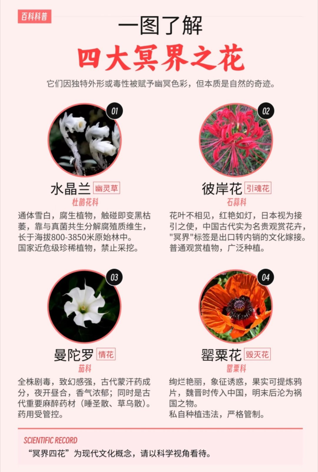 #机器狗第一次进哀牢山就拍到冥界之花#水晶兰👀玄幻题材的小说里经常被视为“幽灵之花”，传说其香气能唤醒前世记忆，或被用作沟通亡灵的祭品[卡皮巴拉] ​