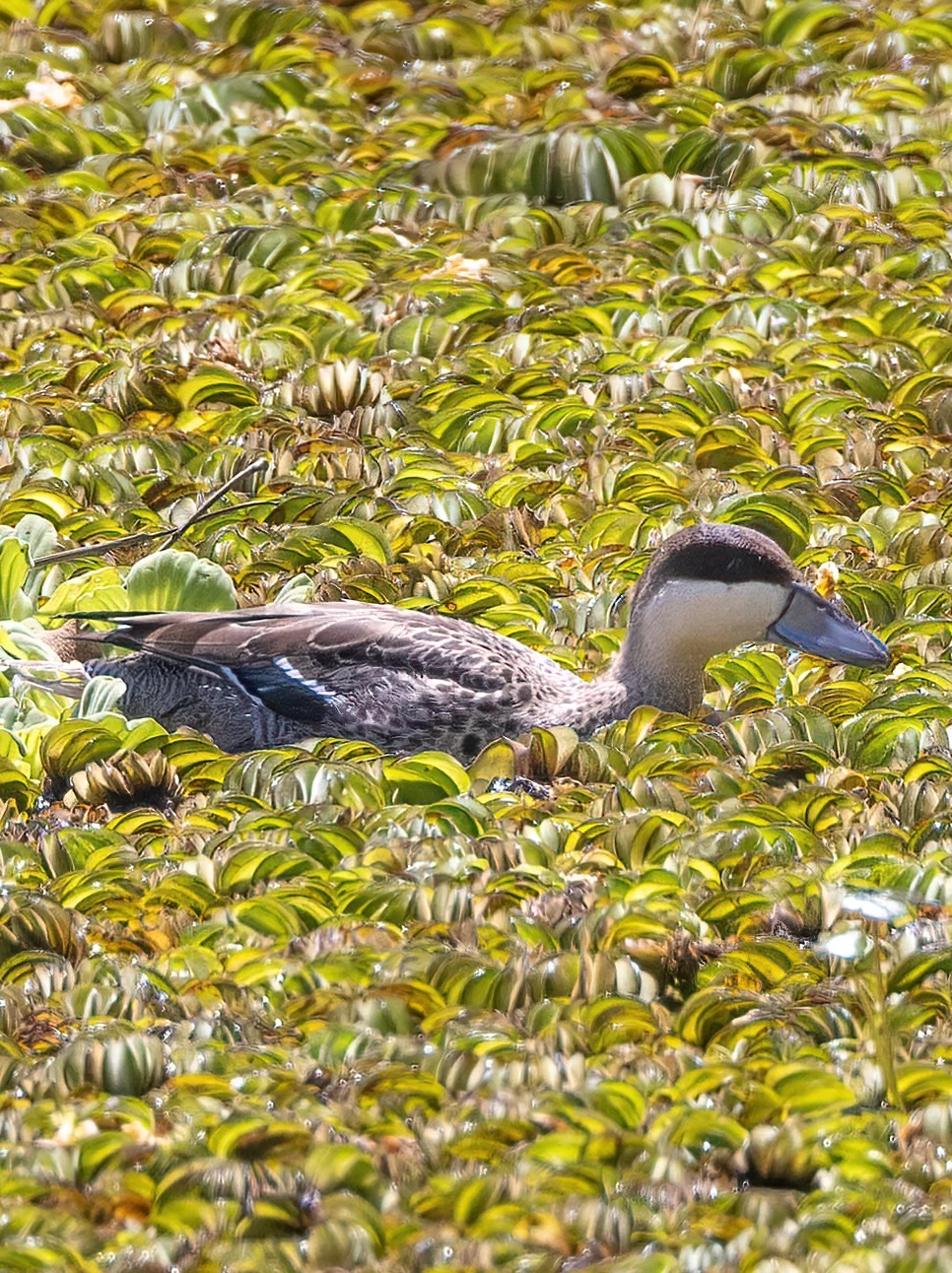 银鸭在浮萍里奋力向前游，太累了