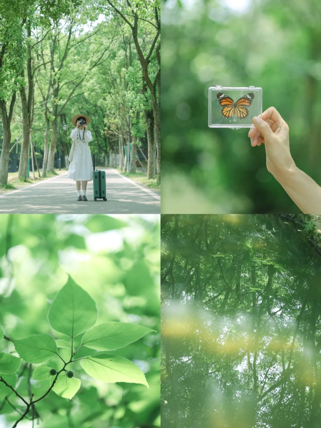 武汉拍照/0元闯入森林秘境，满眼绿色超治愈