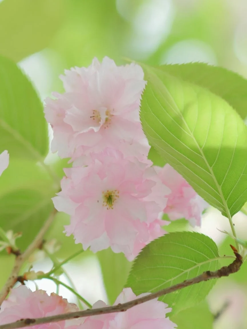 春日晚樱/治愈温柔调色教程，有手就会❗️