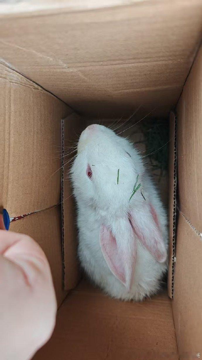 12498🐇兔已经找到新主人，特此留念。谢谢大家的帮助。【求助】广州...