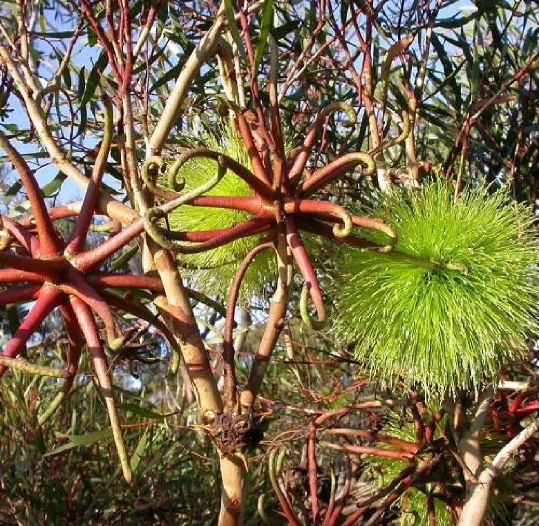 澳洲植物恶魔之爪Eucalyptus sinuosa