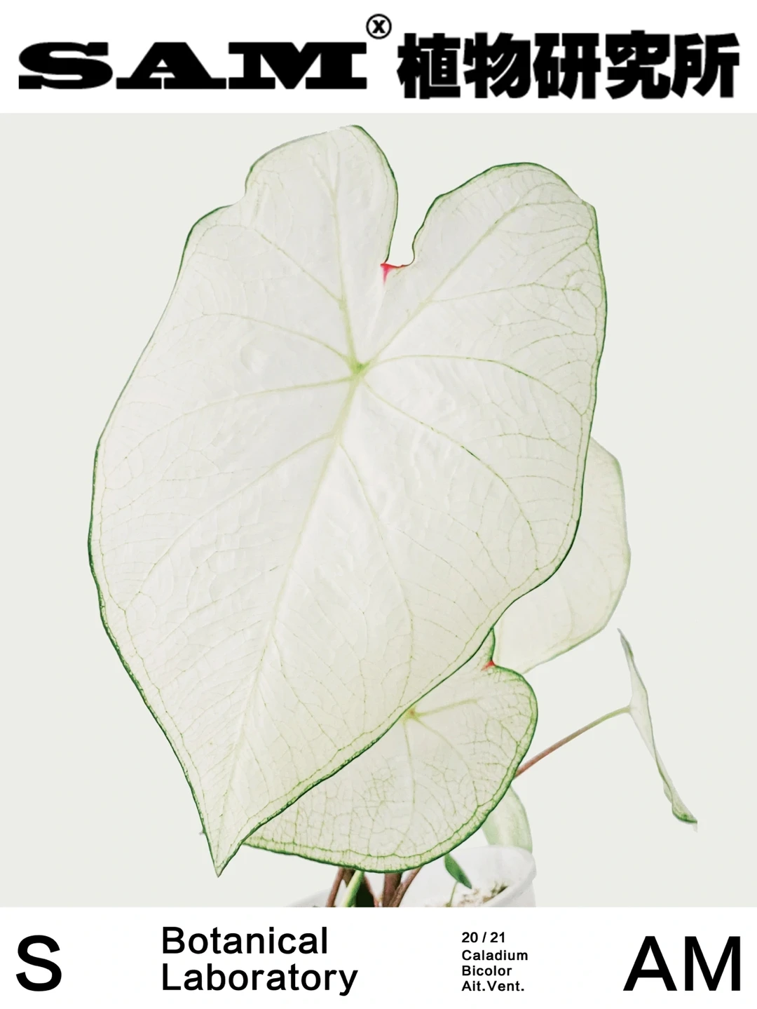 彩叶芋｜Caladium Bicolor Ait. Vent.