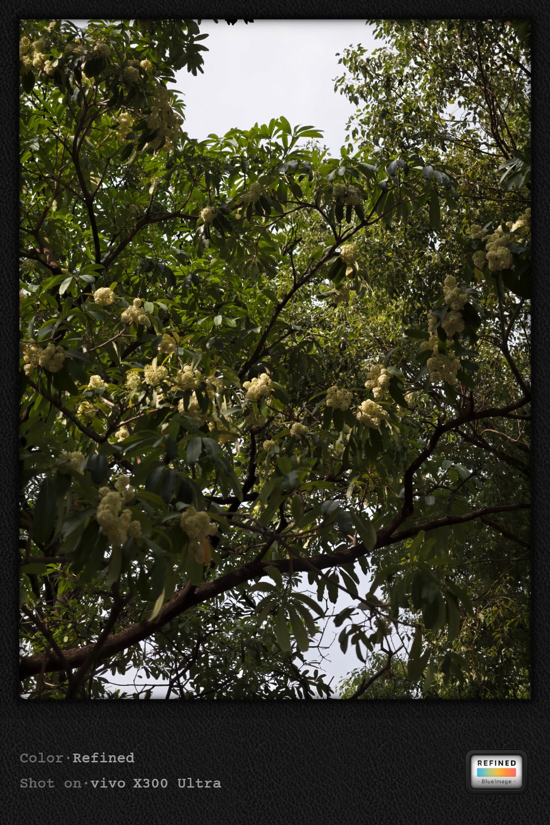 #vivo[超话]# 
糖胶树正值花期，细碎白花簇拥枝头，也零落于地板。
它带着标志性的浓烈气息（那股“鱼腥混甜香”总让人又爱又避[哈哈][哈哈]），在绿意里悄然流转。
从繁茂树冠到地面落英，城市里的自然诗篇，听万物生息。
#微博影像年##十一拍点东方浪漫##摄影灵感上新##自然物语# ​