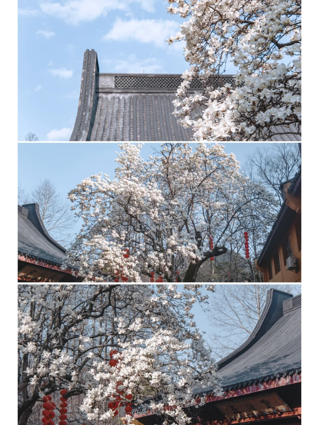 杭州花事｜法喜寺500年的古玉兰已缀满枝头❗️