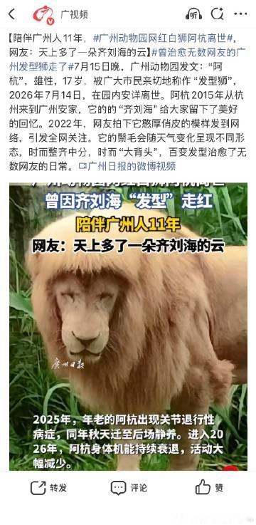昨天下午交完小作文，才帮我的金毛狮王换了身衣服👕，没想到这么快阿杭就...