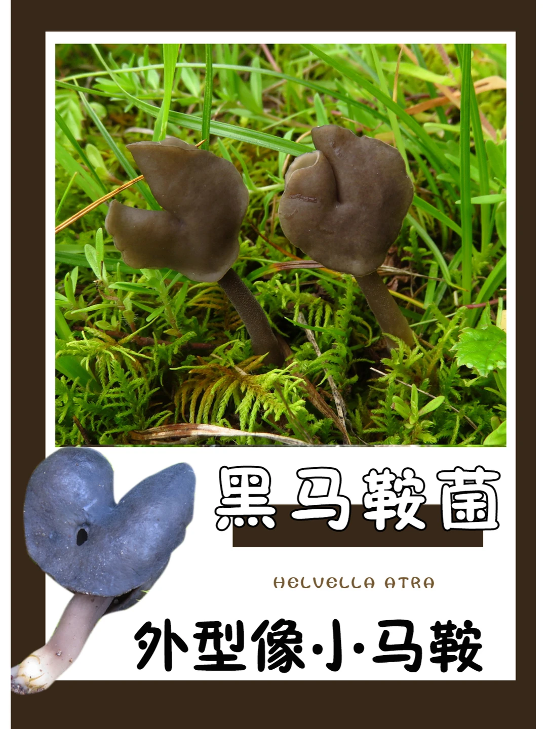 很可爱，但是已经濒危，所以看到不要采摘喔