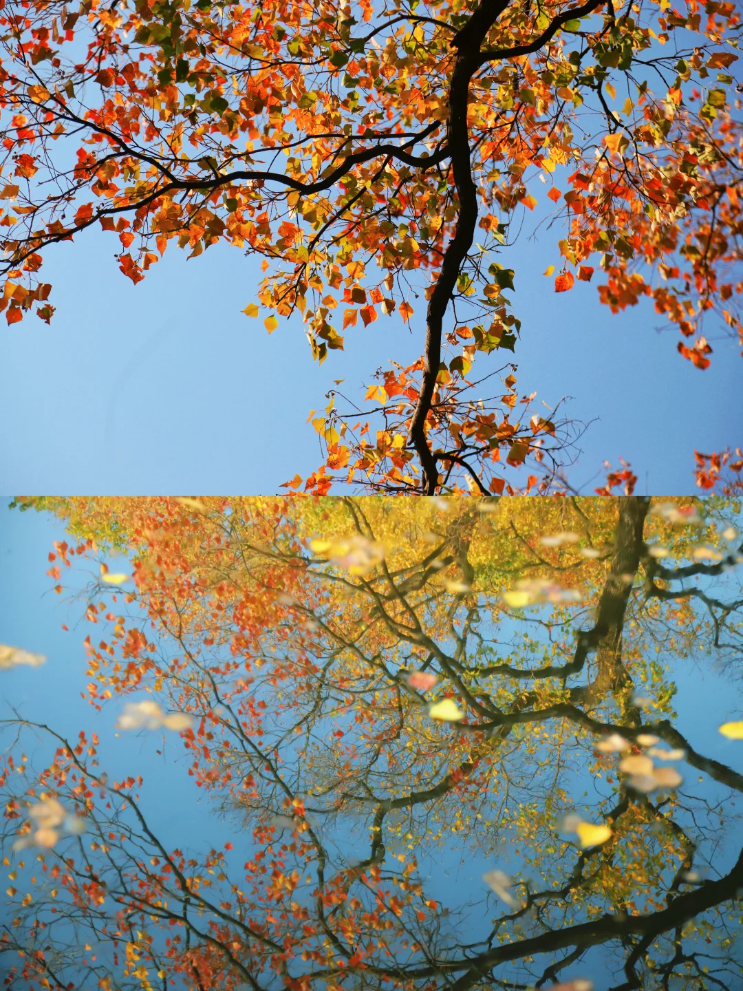 莫愁湖赏秋攻略！教你网红树位置！