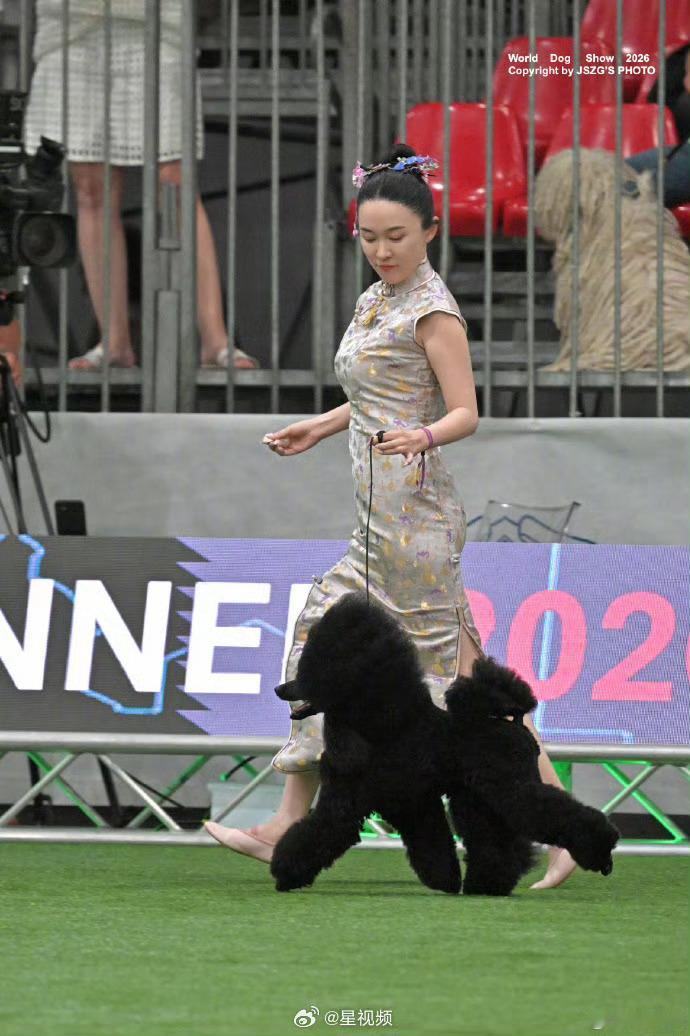 她多次亲自担任牵犬师，身着中式旗袍亮相，被形容为“像在跳华尔兹”。在...