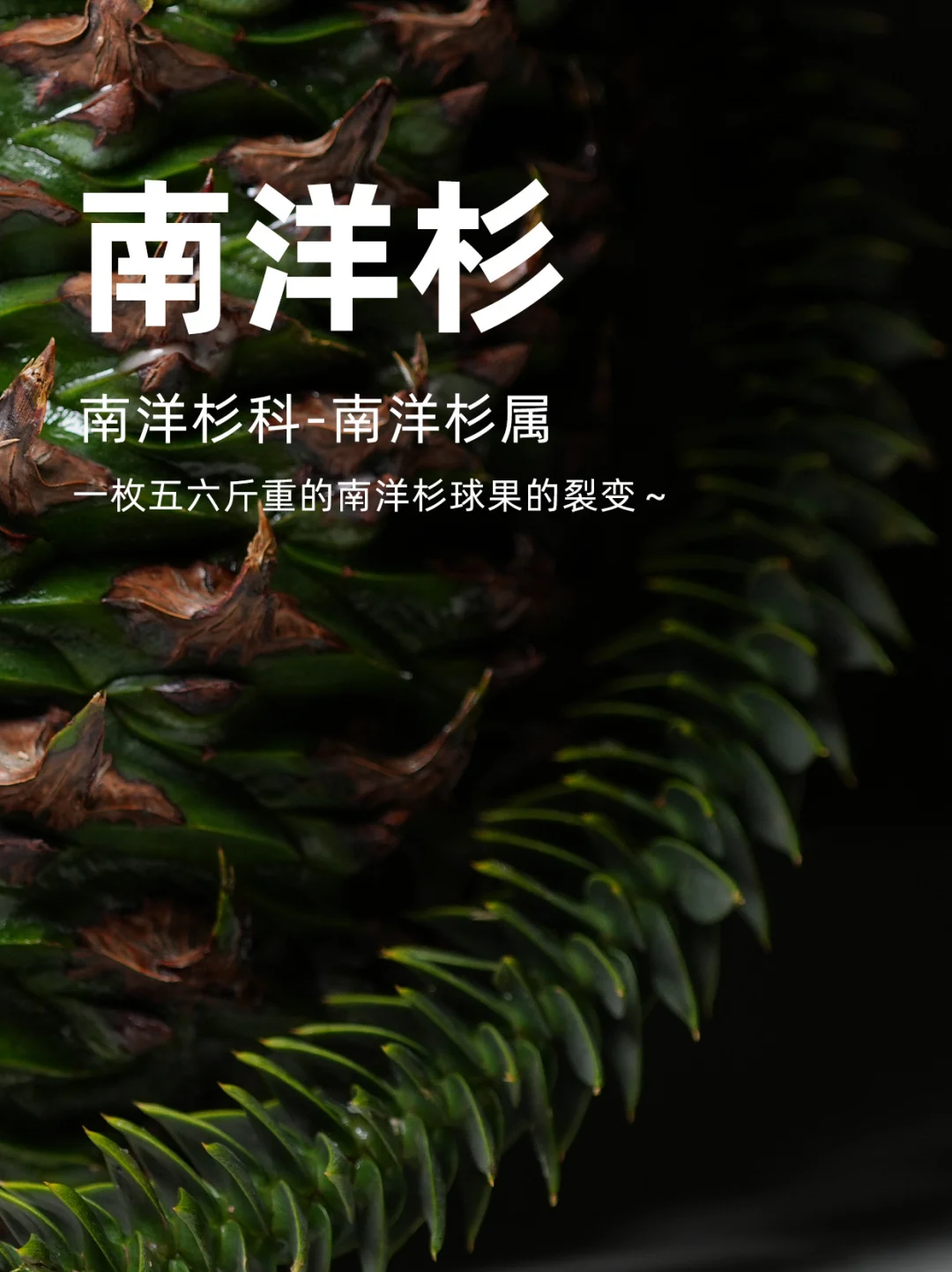 一枚五六斤重的南洋杉球果的裂变