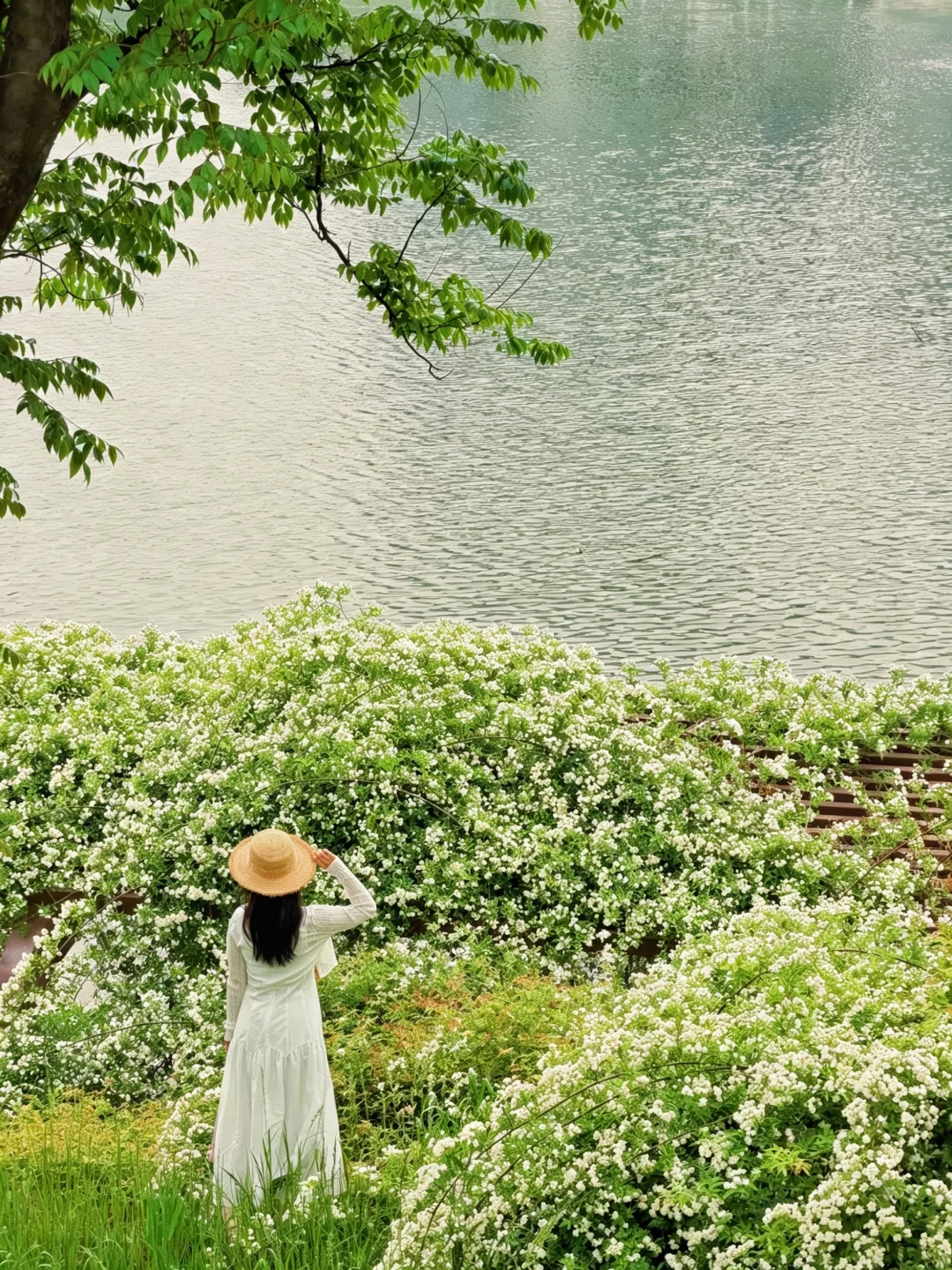 西安一片湖边花海这么美‼️还没有人发现…