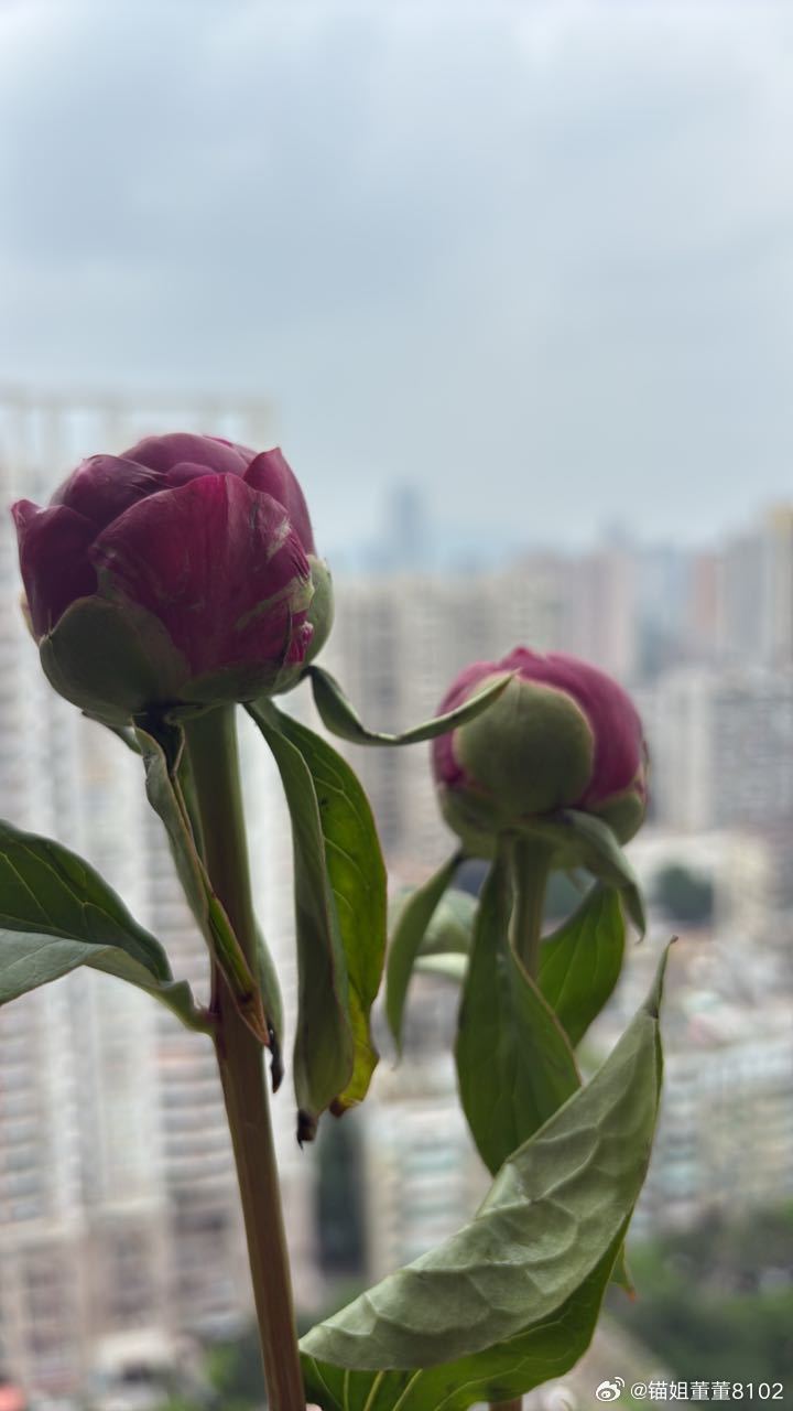 上午吃快早餐，赶去中华广场看10点场的4 K修复的旧港片《纵横四海》...